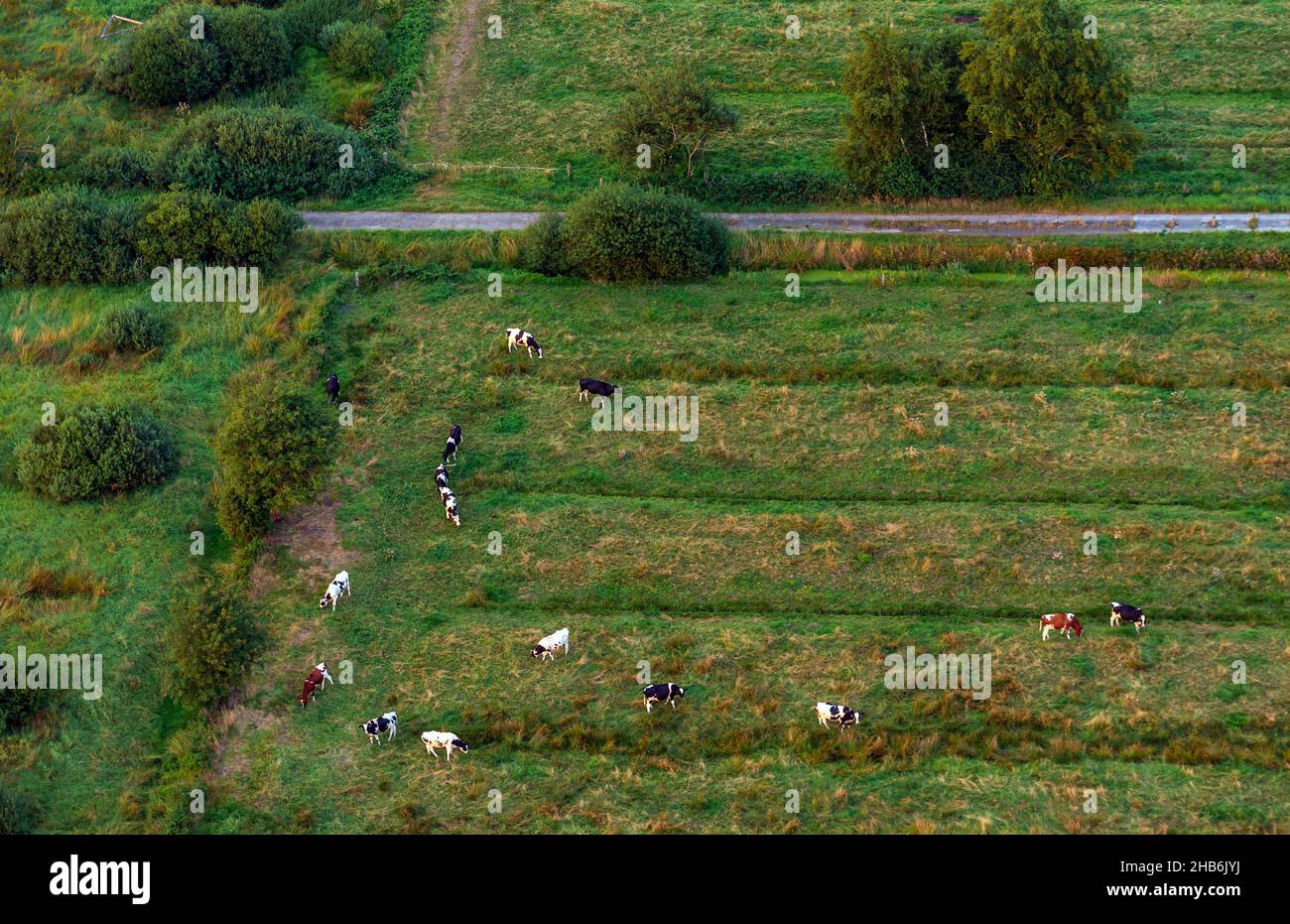 domestic cattle (Bos primigenius f. taurus), herd of cattle on a pasture, aerial view, Germany, Schleswig-Holstein, Dithmarschen Stock Photo