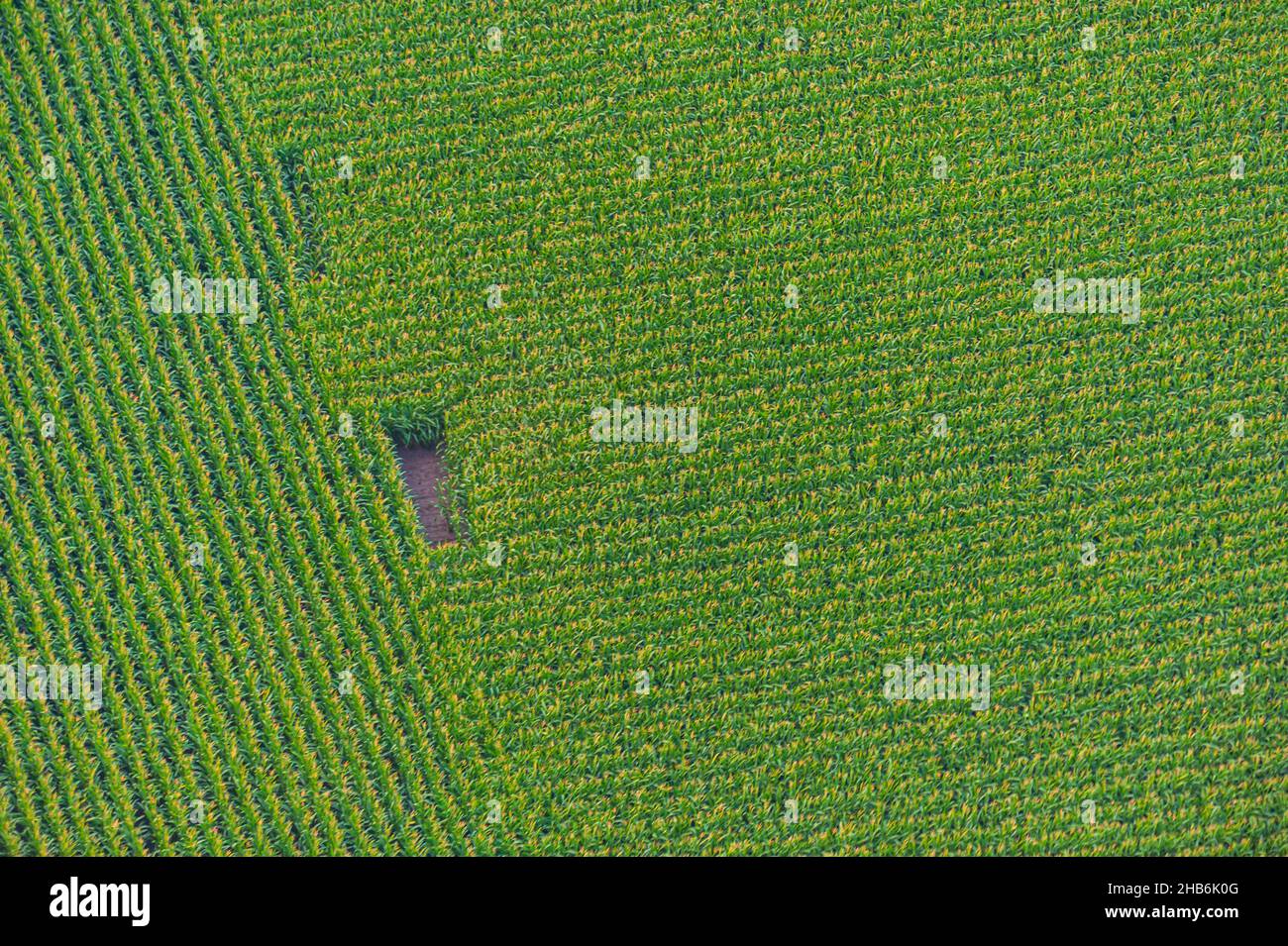 Indian corn, maize (Zea mays), maize field from above, aerial, view, Germany, Schleswig-Holstein Stock Photo