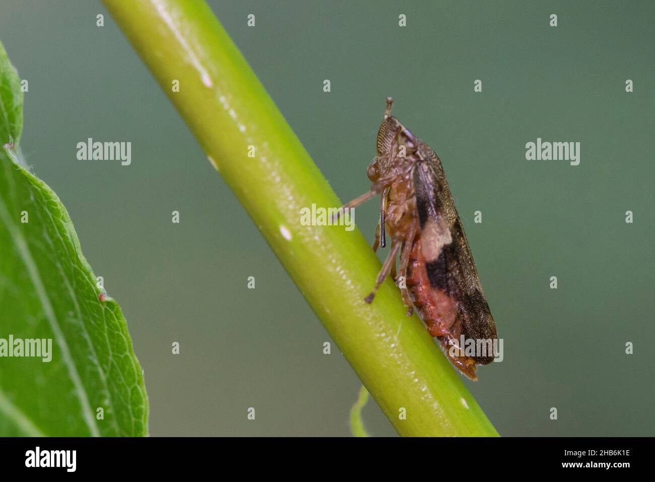 European alder spittle bug (Aphrophora alni), sits at a stem, Germany Stock Photo
