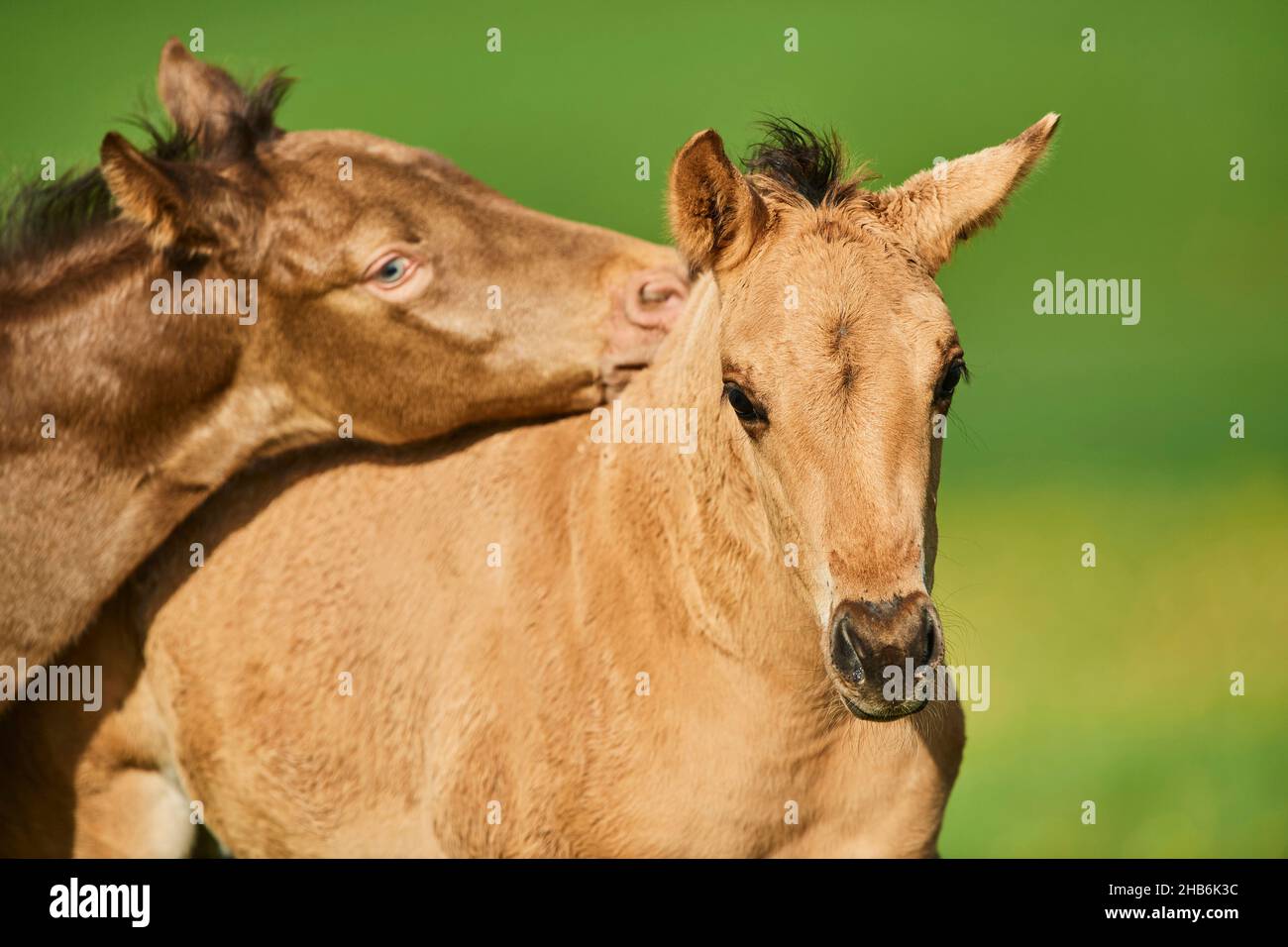 American Quarter Horse (Equus przewalskii f. caballus), hare and foal in physical contact, portrait, Germany Stock Photo