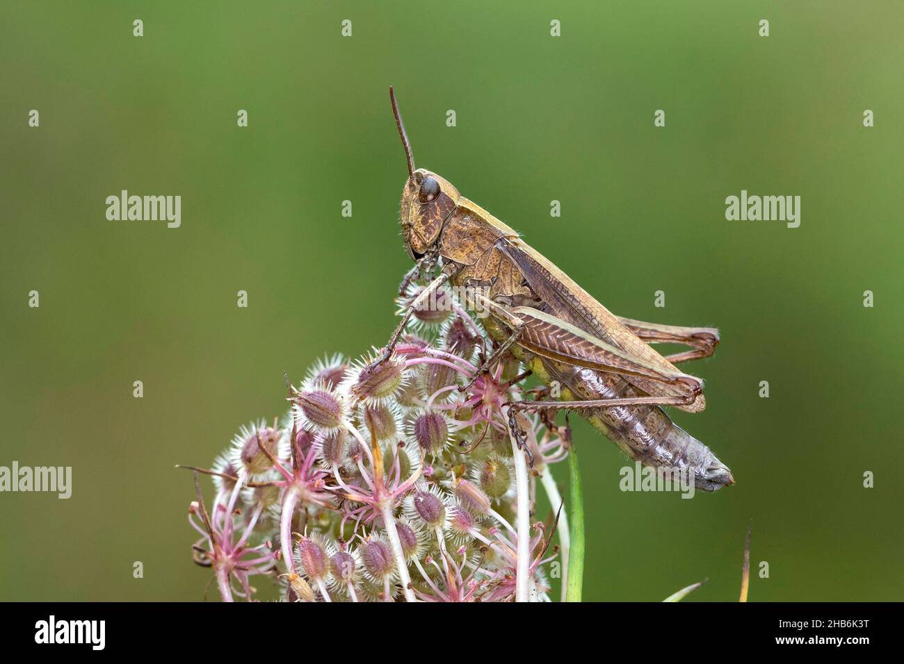 Meadow grasshopper (Chorthippus dorsatus), female sits on wild carot, Germany Stock Photo