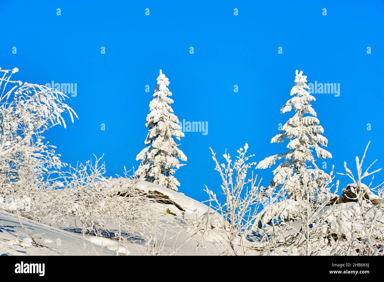 Norway spruce (Picea abies), trees on a sunny day on mount Arber, Germany, Bavaria, Bavarian Forest National Park Stock Photo