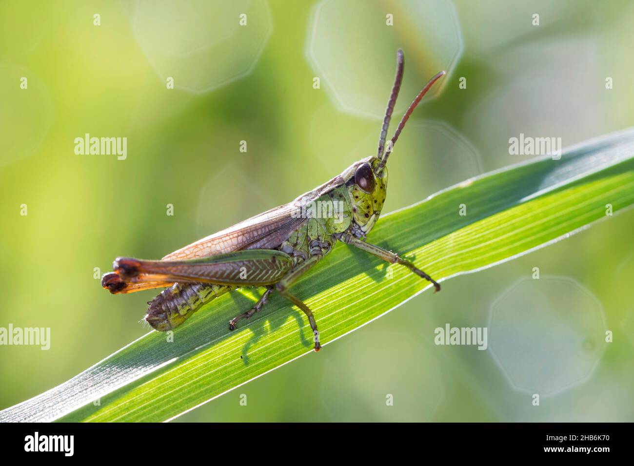 common meadow grasshopper (Chorthippus parallelus, Pseudochorthippus parallelus, Chorthippus longicornis), male sitting at a blade of grass, side Stock Photo