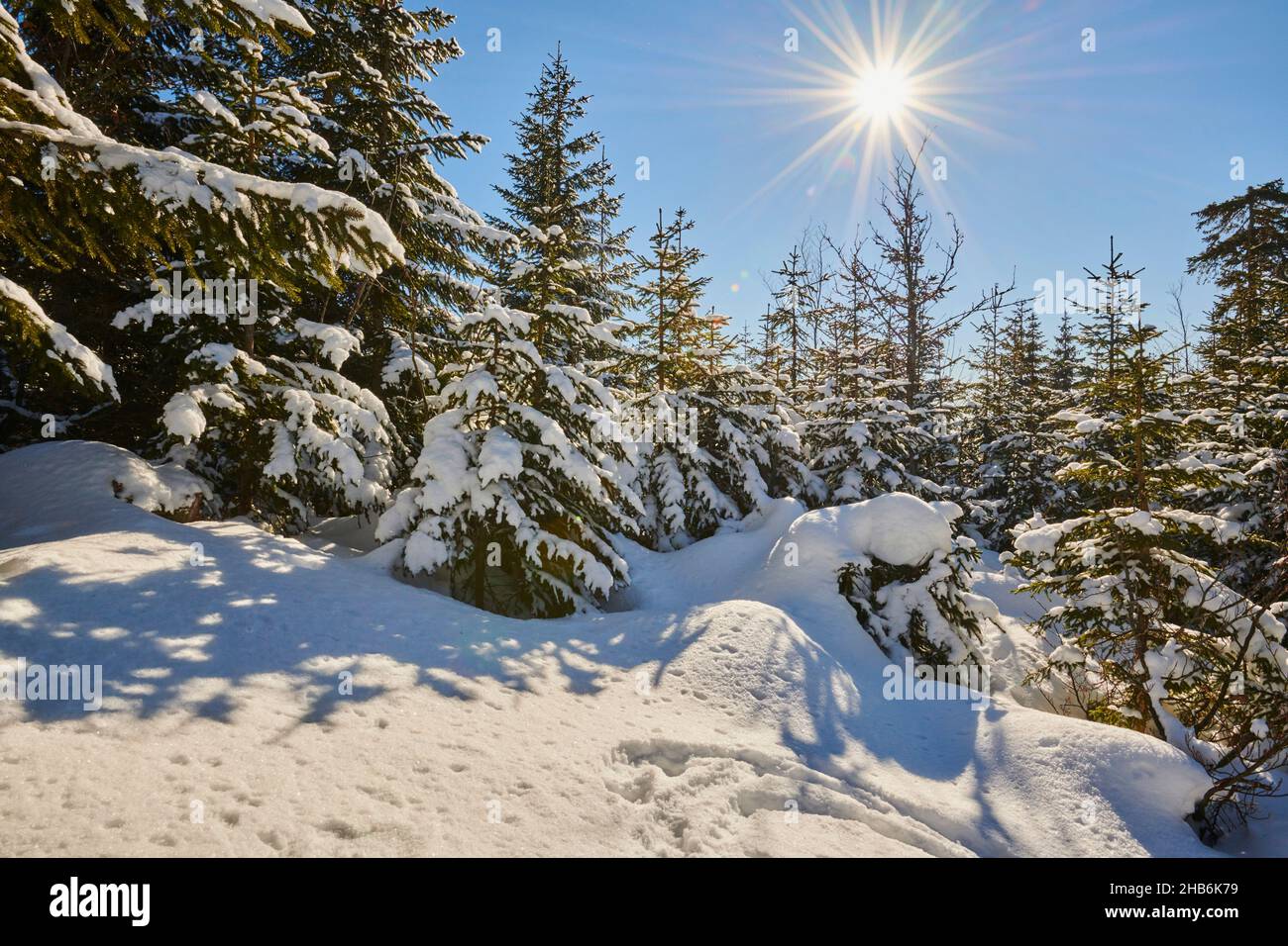 Norway spruce (Picea abies), Snow-covered spruces on a sunny day on mount Arber, Germany, Bavaria, Bavarian Forest National Park Stock Photo