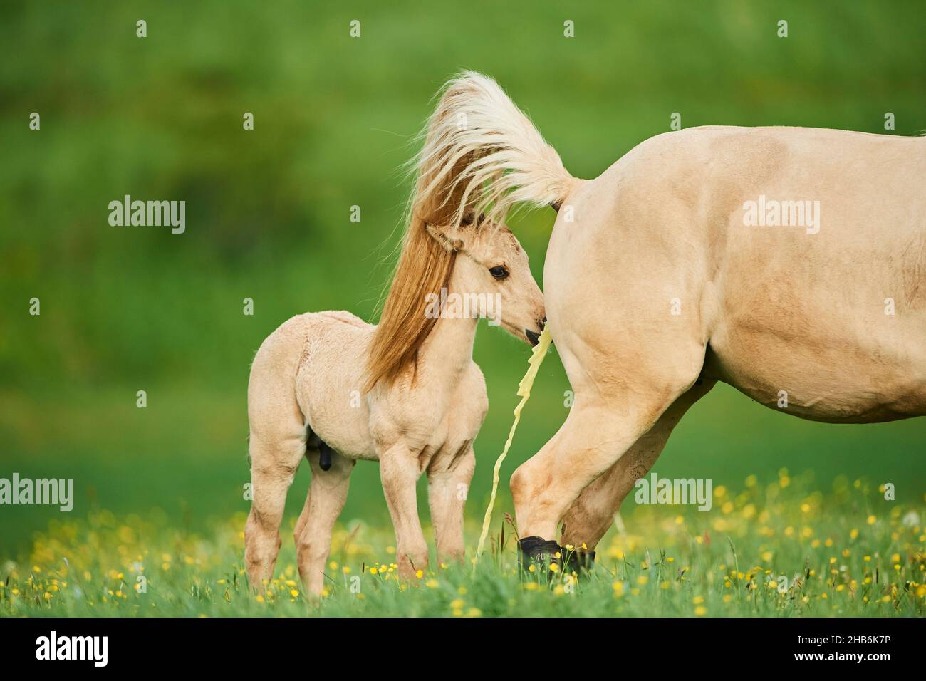 American Quarter Horse (Equus przewalskii f. caballus), foal smelling at the urine of it's mother, Germany Stock Photo