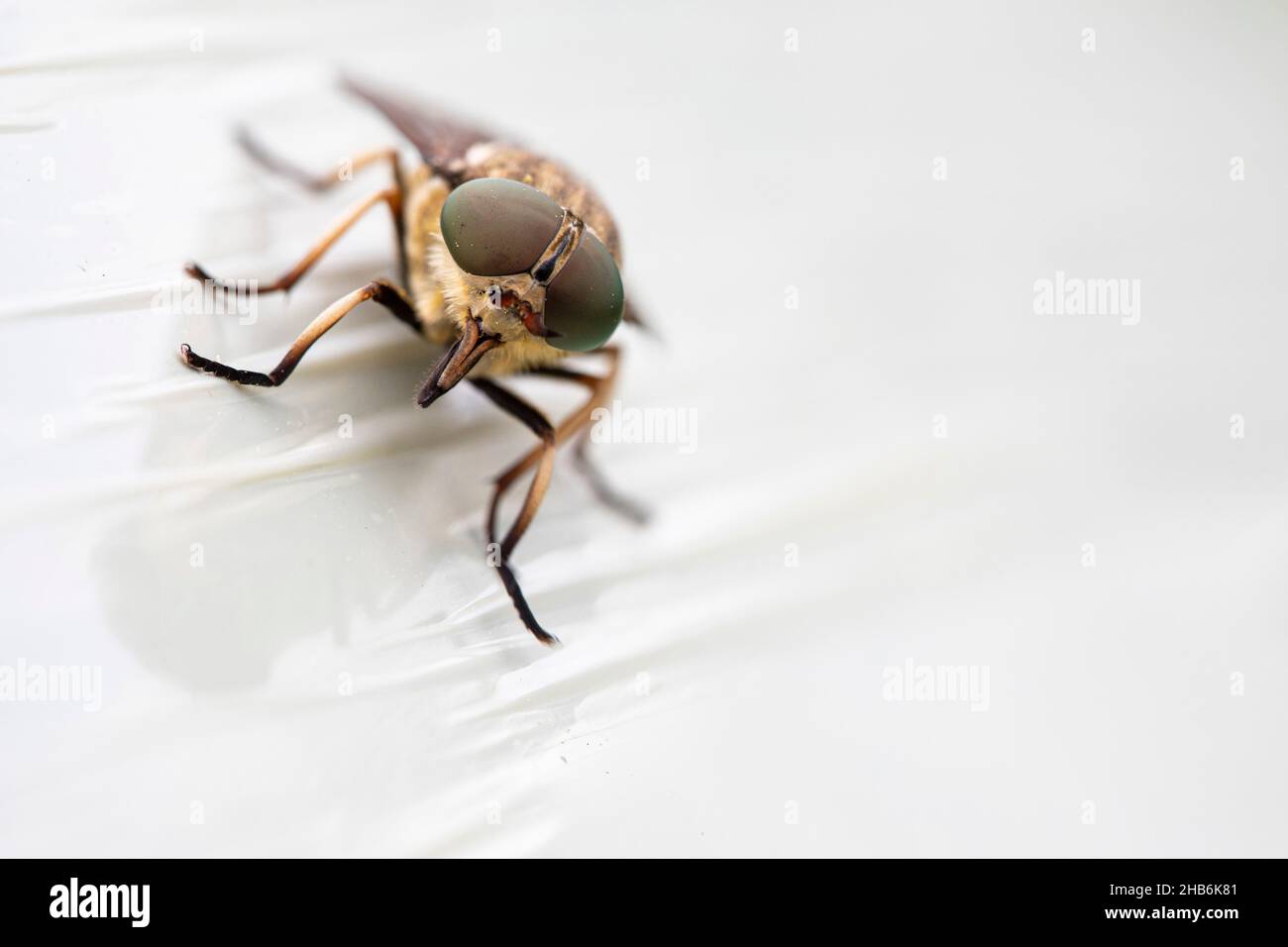 horsefly (Tabanus sudeticus), close-up, Austria Stock Photo
