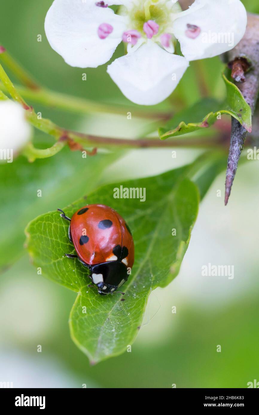 seven-spot ladybird, sevenspot ladybird, 7-spot ladybird (Coccinella septempunctata), sits on a leaf, Germany Stock Photo