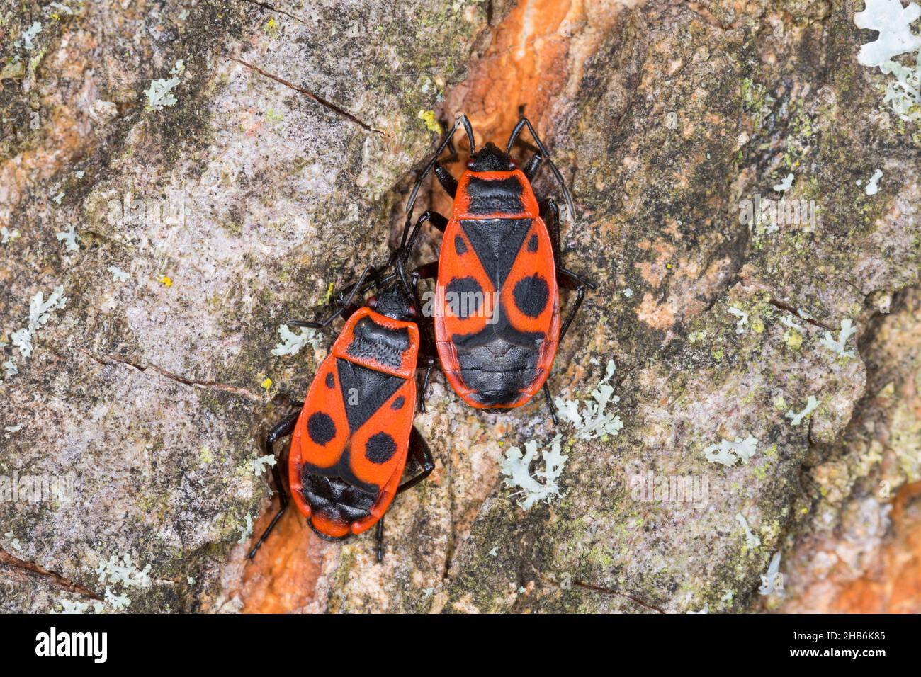 firebug (Pyrrhocoris apterus), Two firebugs sit on bark, Germany Stock Photo