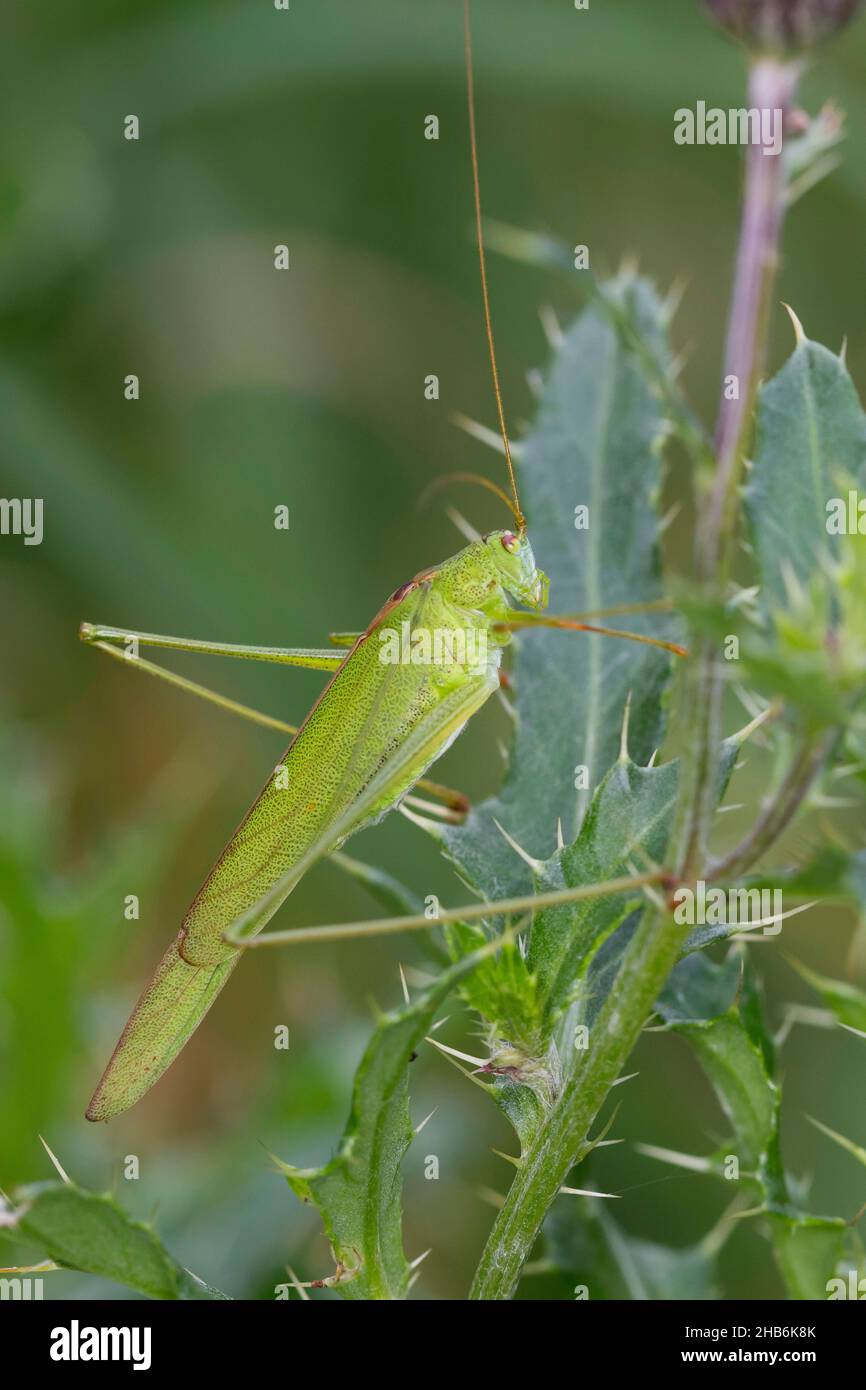 Sickle-bearing Bush-cricket, Sickle-bearing Bush cricket (Phaneroptera falcata), male sits on a leaf, Germany Stock Photo