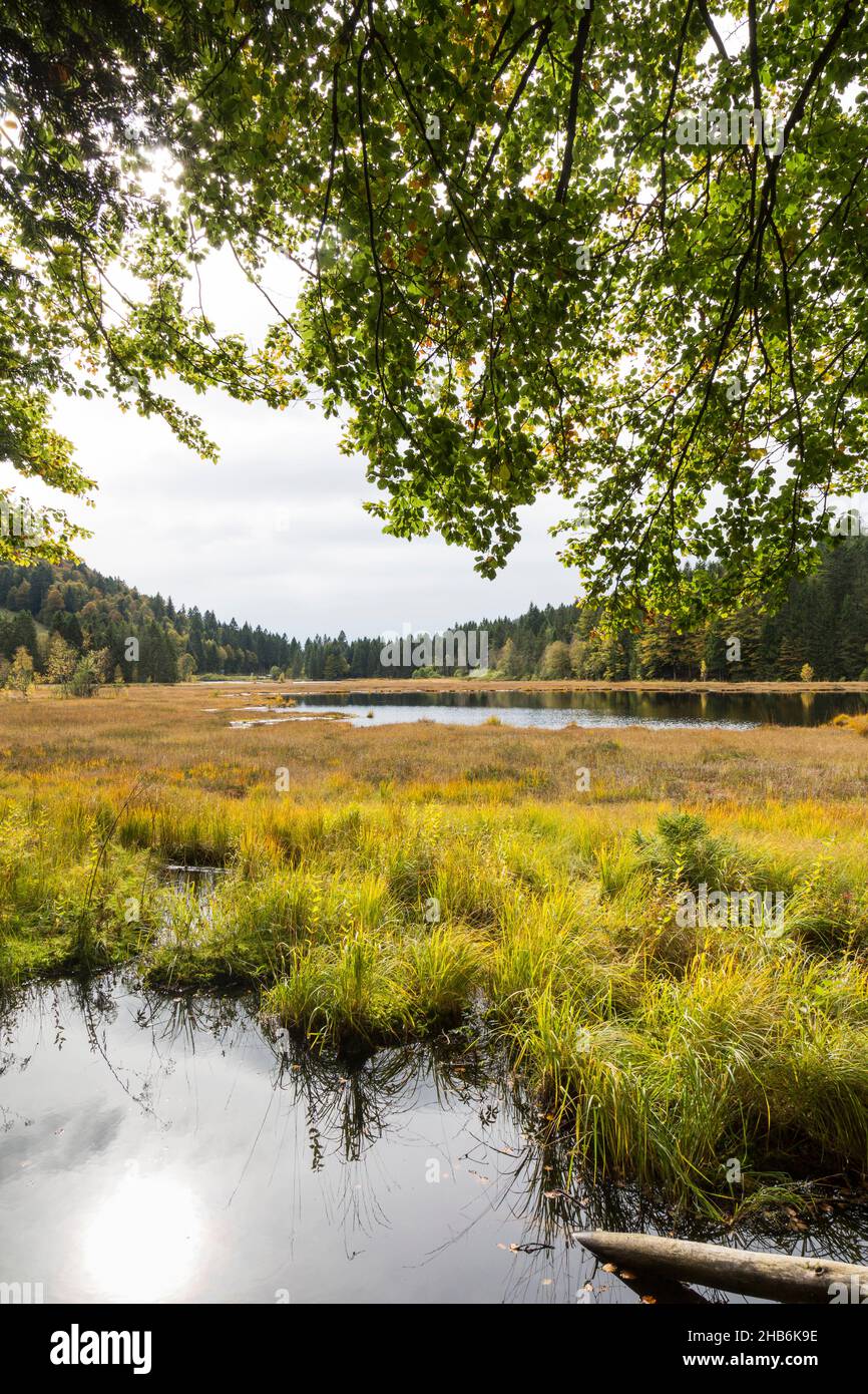 Quaking bogs hires stock photography and images Alamy