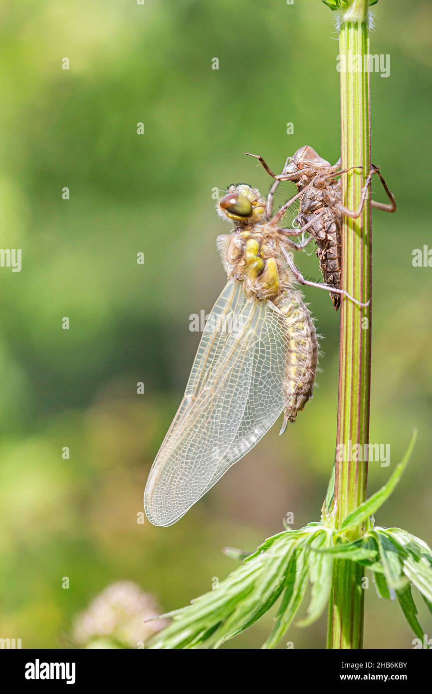 dragonflies; hawkers (Europe) (Anisoptera), Just hatched dragonfly with exuvia, Germany, Bavaria Stock Photo