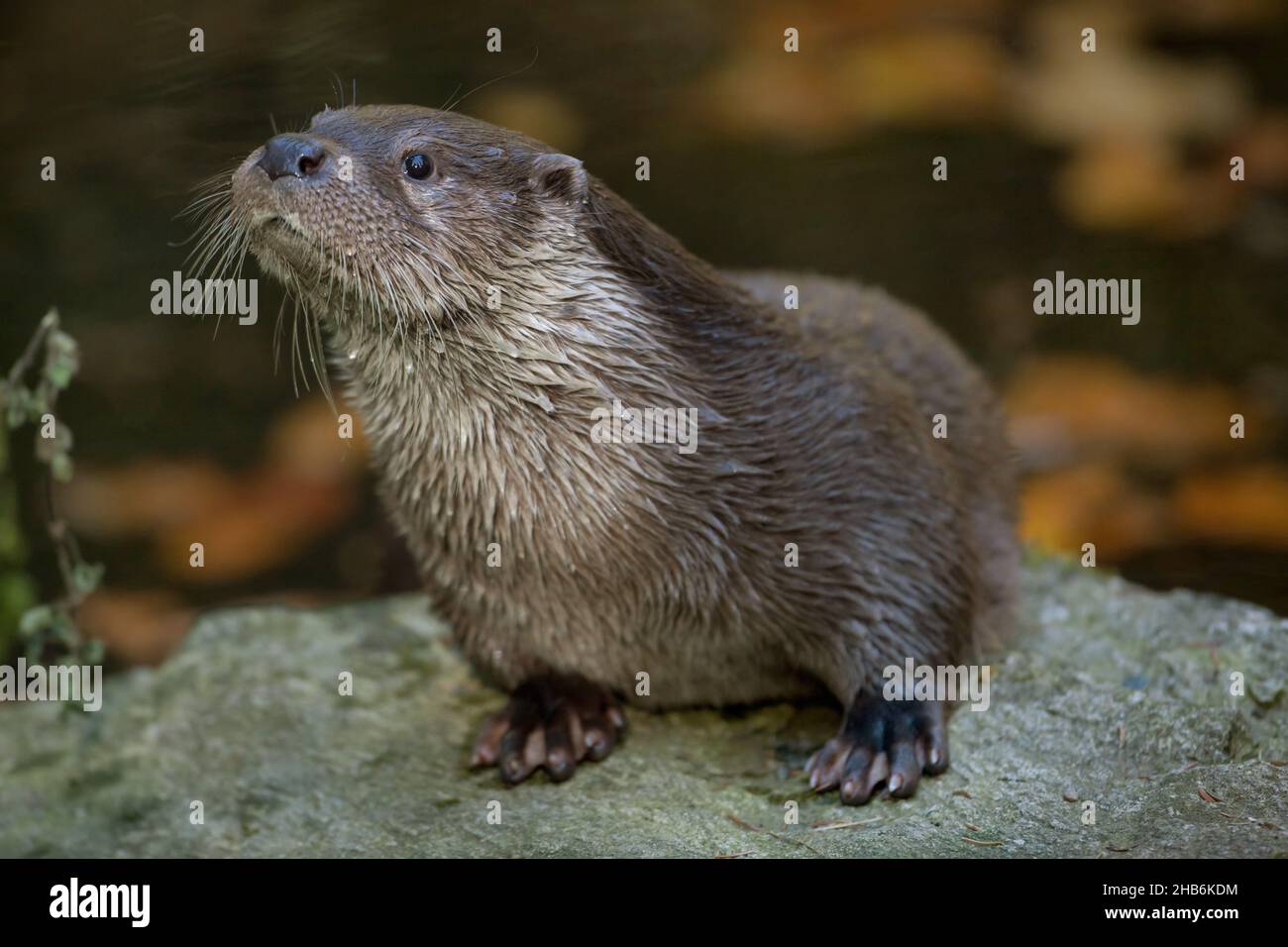 European river otter, European Otter, Eurasian Otter (Lutra lutra), sits on a stone, Germany Stock Photo