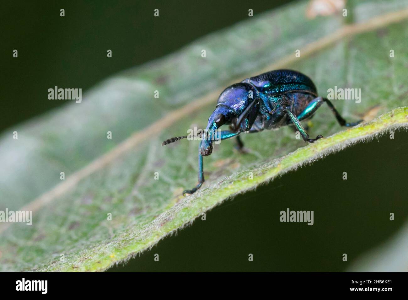 hazel leaf roller weevil (Byctiscus betulae), on withered leaf, Germany Stock Photo
