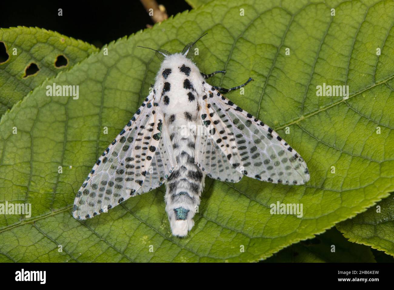 Leopard moth (Zeuzera pyrina, Zeuzera pyrinia), sitting on a leaf, Germany Stock Photo