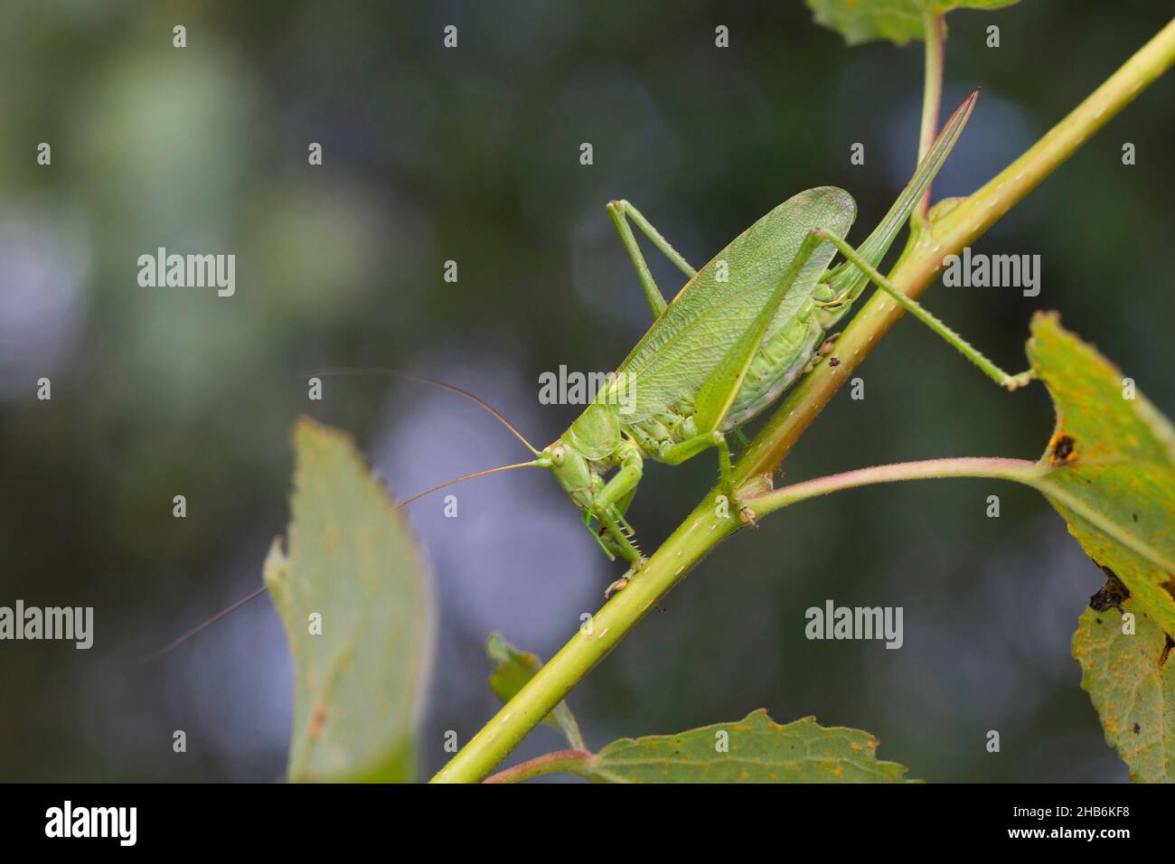 Twitching green bushcricket, Twitching green bush cricket, Twitching green bush-cricket (Tettigonia cantans), female with ovipositor, Germany Stock Photo