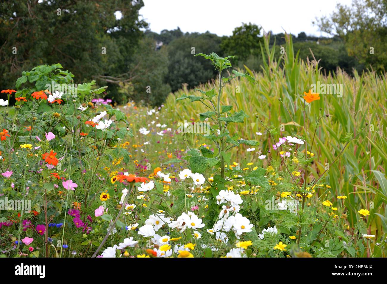 Colourful flowering buffer strip, France, Brittany Stock Photo