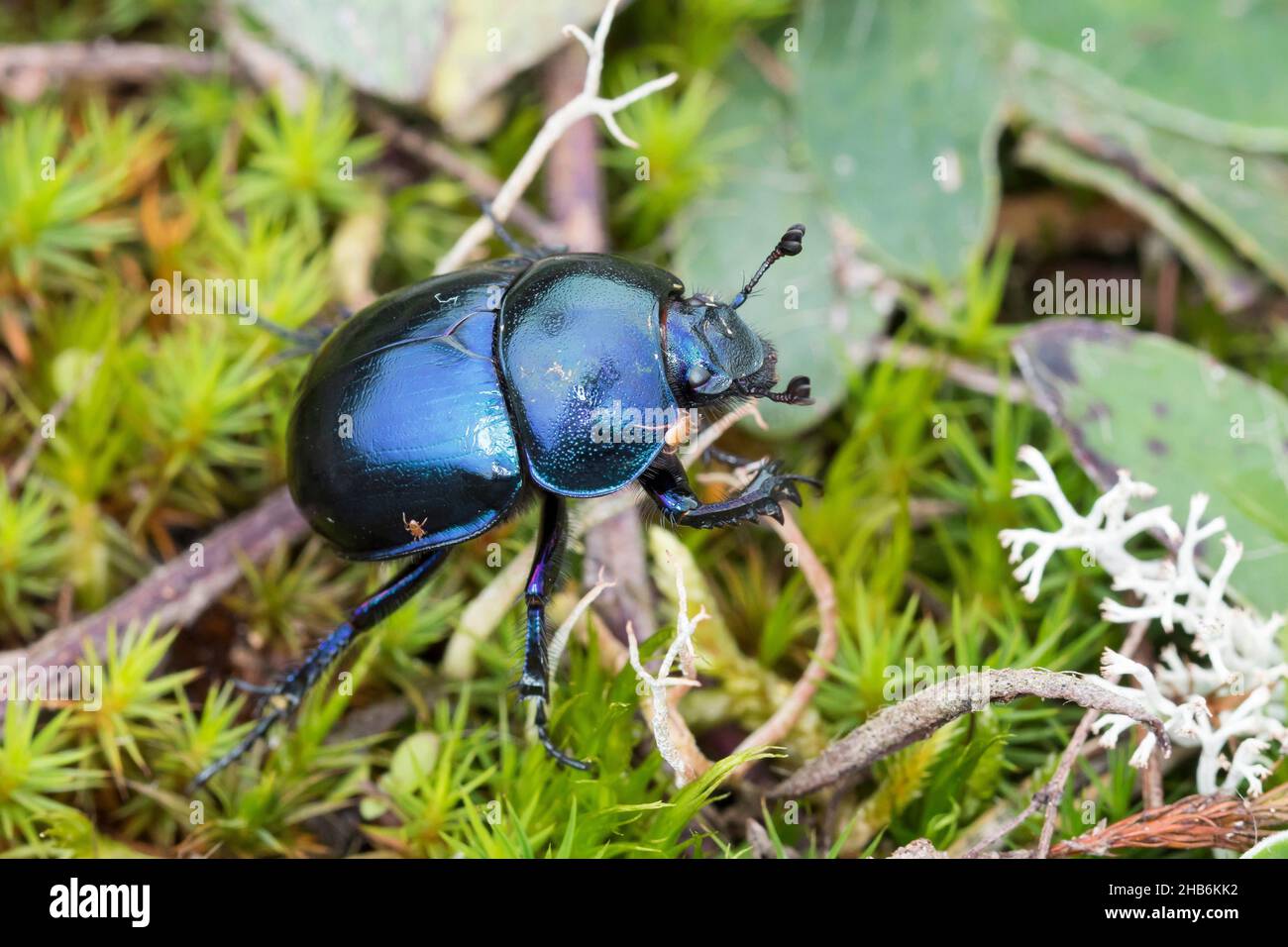 Springtime dung beetle (Geotrupes vernalis, Trypocopris vernalis), crawling on moss, Germany Stock Photo
