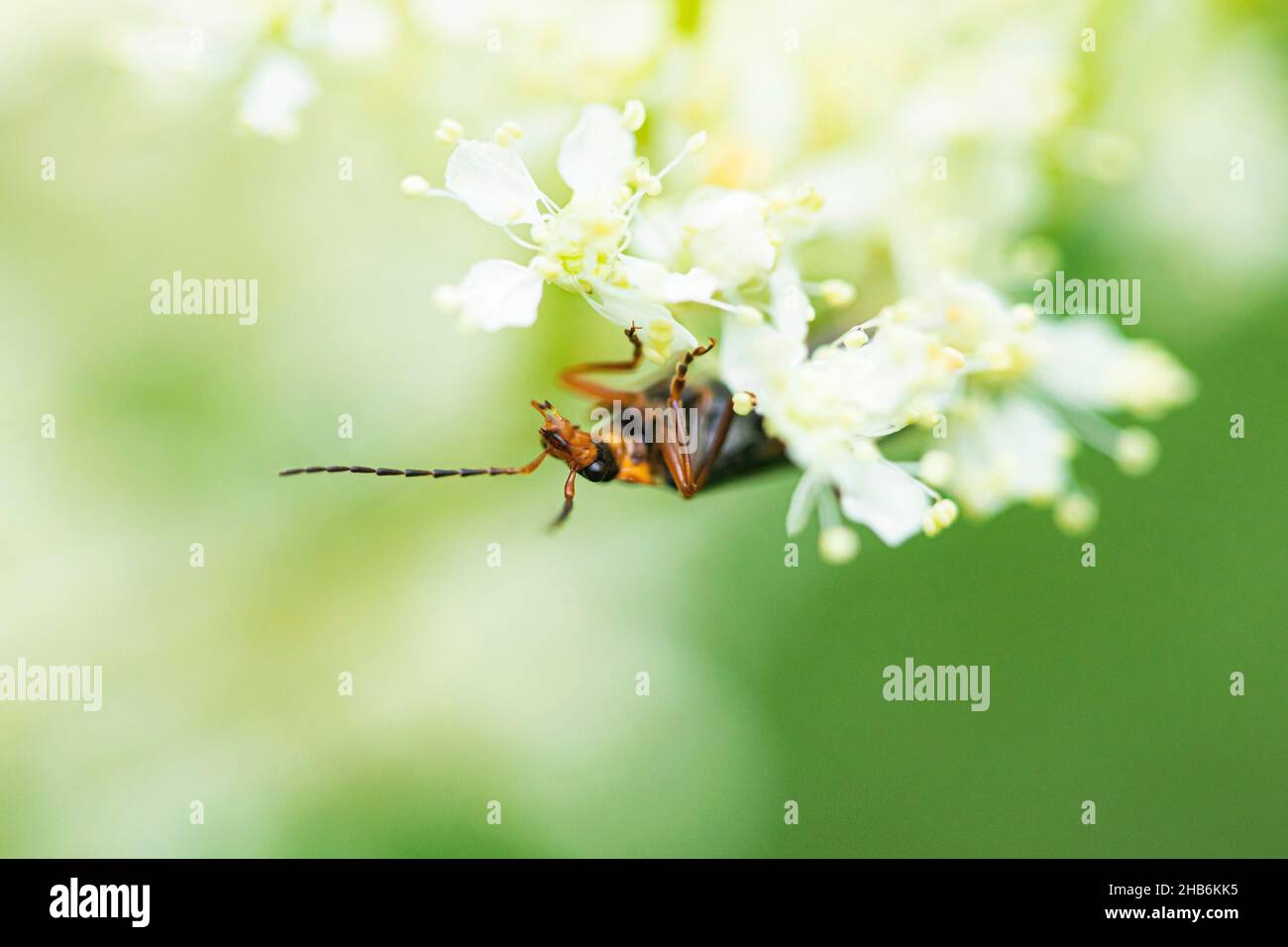 soldier beetle, Podabrus annulatus (Podabrus annulatus), on white flowers, Austria Stock Photo