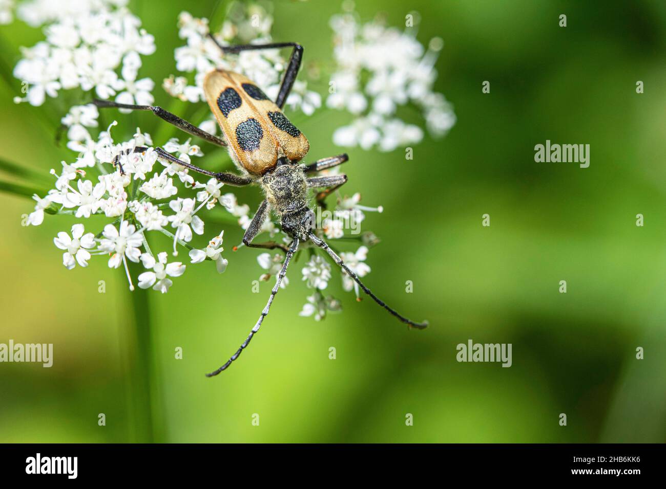Longhorn Beetle (Pachyta quadrimaculata, Leptura octomaculata), on blooming umbellifer, Austria Stock Photo