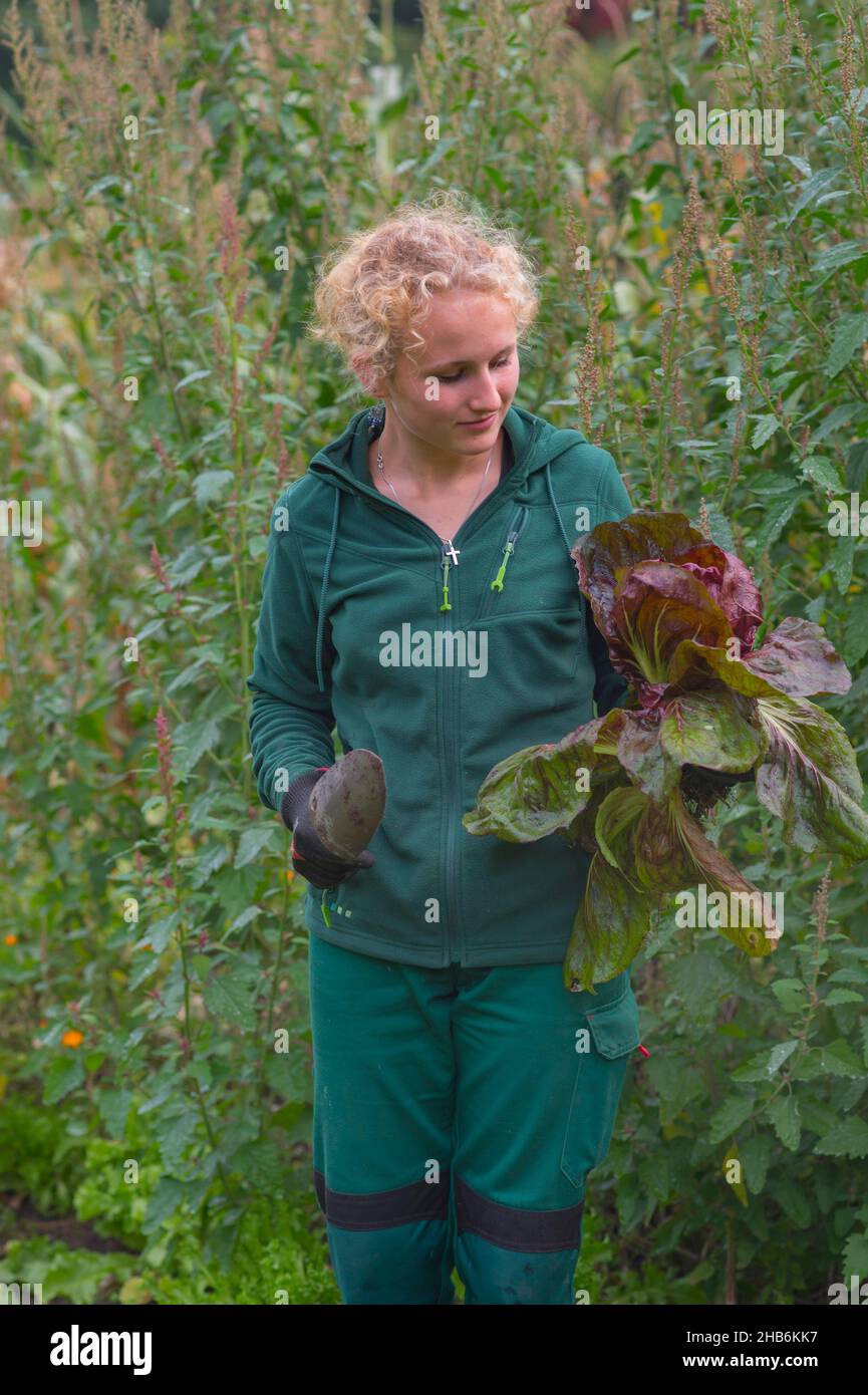 young female gardender at the leafy vegetable harvest in a crop garden , Germany, Hamburg, Flottbek Stock Photo