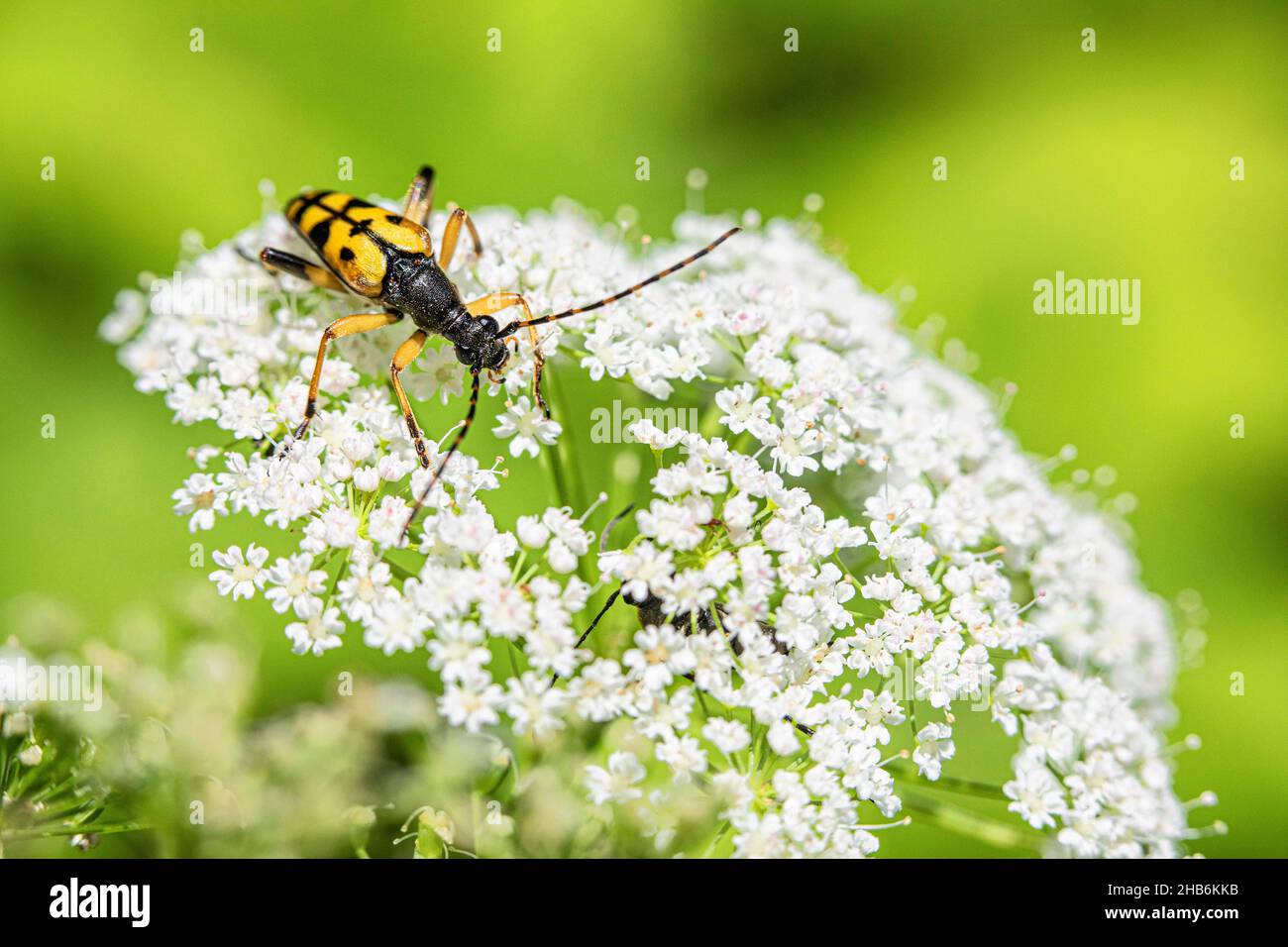 Spotted Longhorn, Yellow-black Longhorn Beetle (Strangalia maculata, Stenurella maculata, Leptura maculata, Rutpela maculata), on blooming Stock Photo