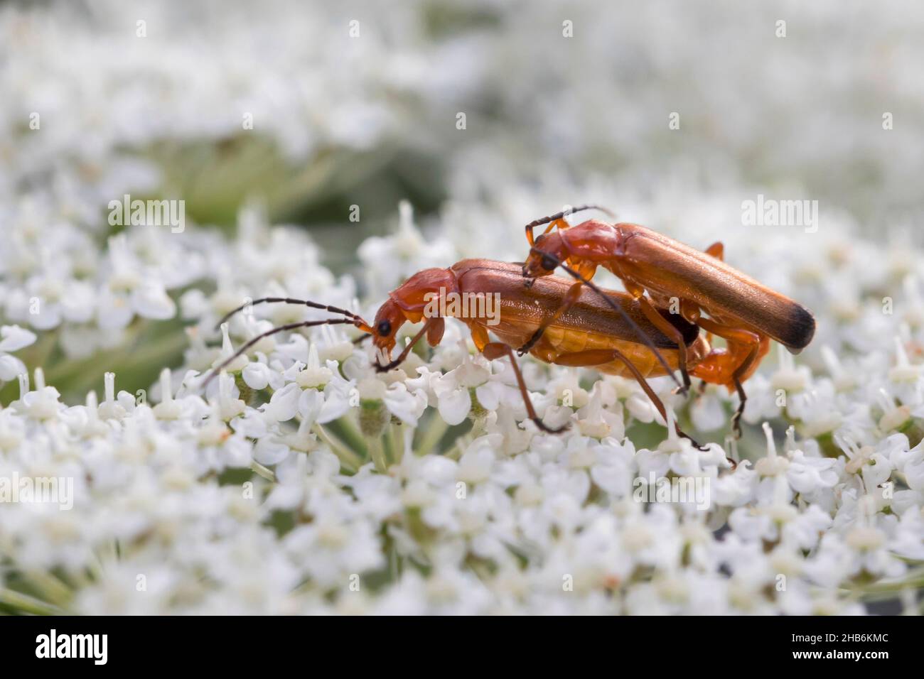 black-tipped soldier beetle (Rhagonycha fulva), mating on an umbellifer, Germany Stock Photo