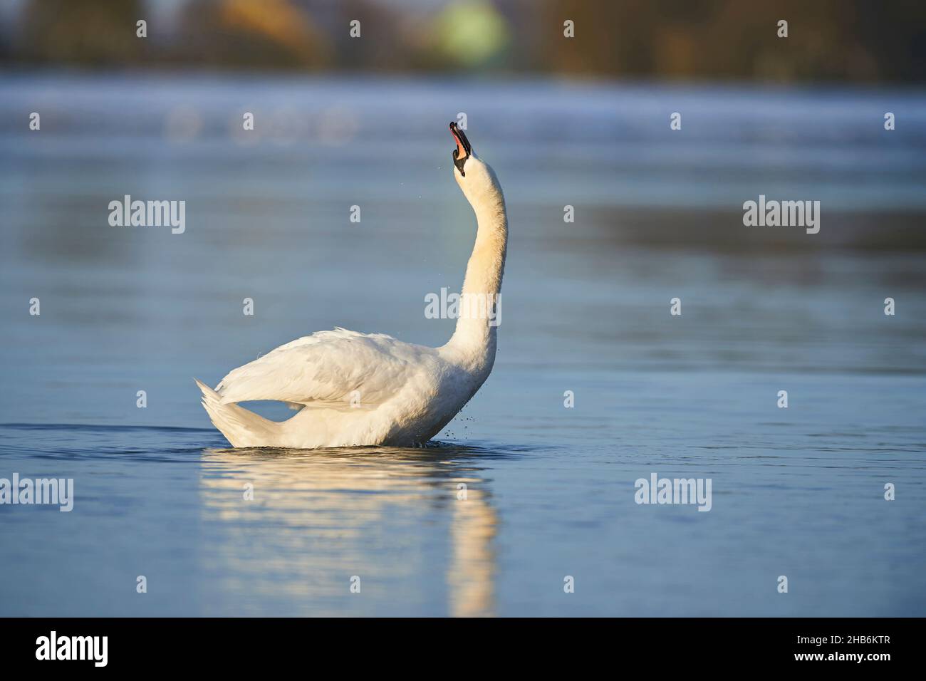 mute swan (Cygnus olor), shaking its body on Danube, Germany, Bavaria Stock Photo