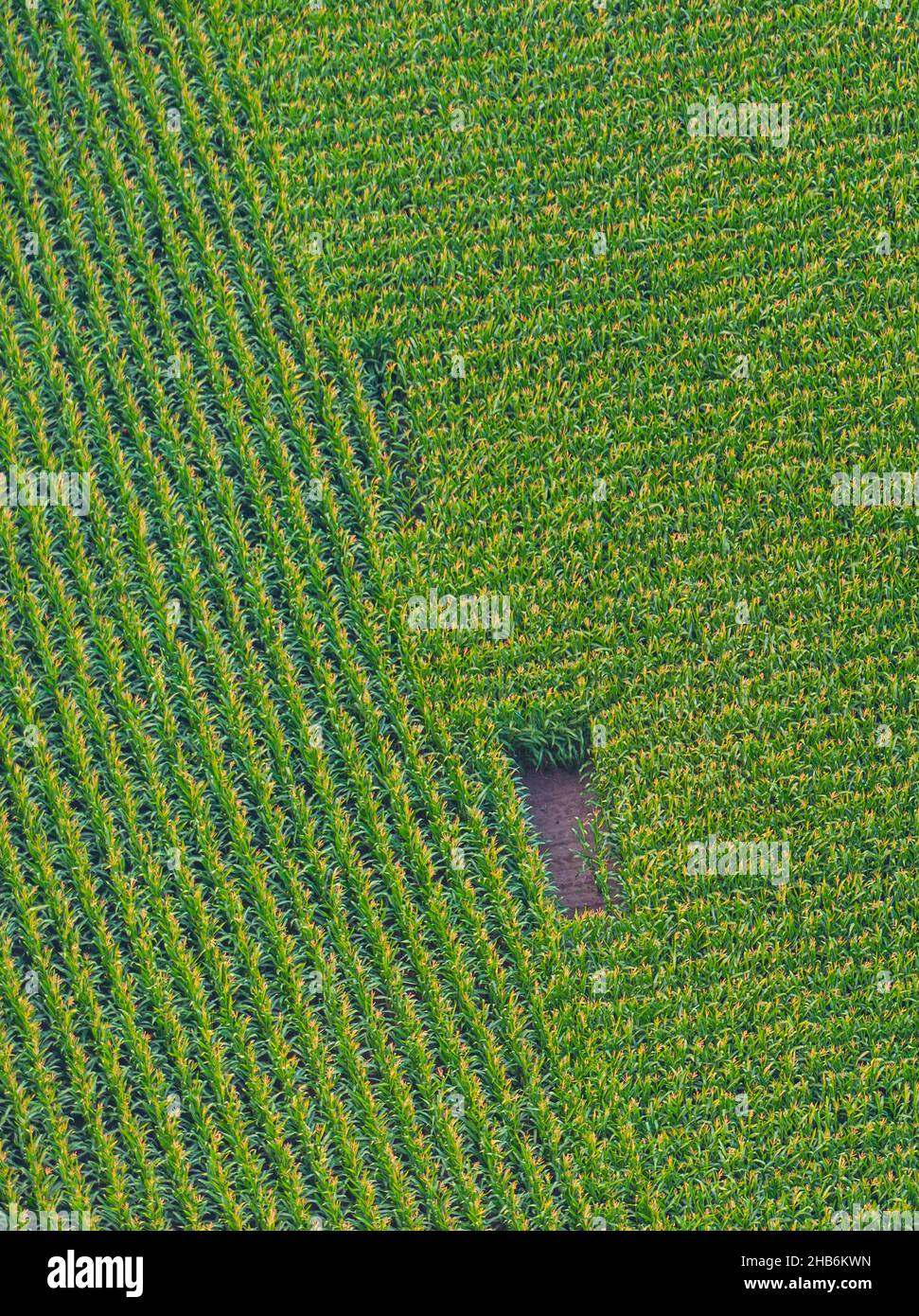 maize field from above, aerial view, Germany, Schleswig-Holstein Stock Photo