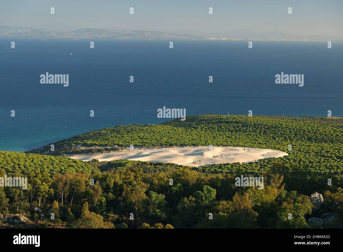 shifting sand dune of Bolonia in a stand of pine trees, aerial view, Spain, Andalusia, Tarifa, Naturmonument Bolonia Stock Photo