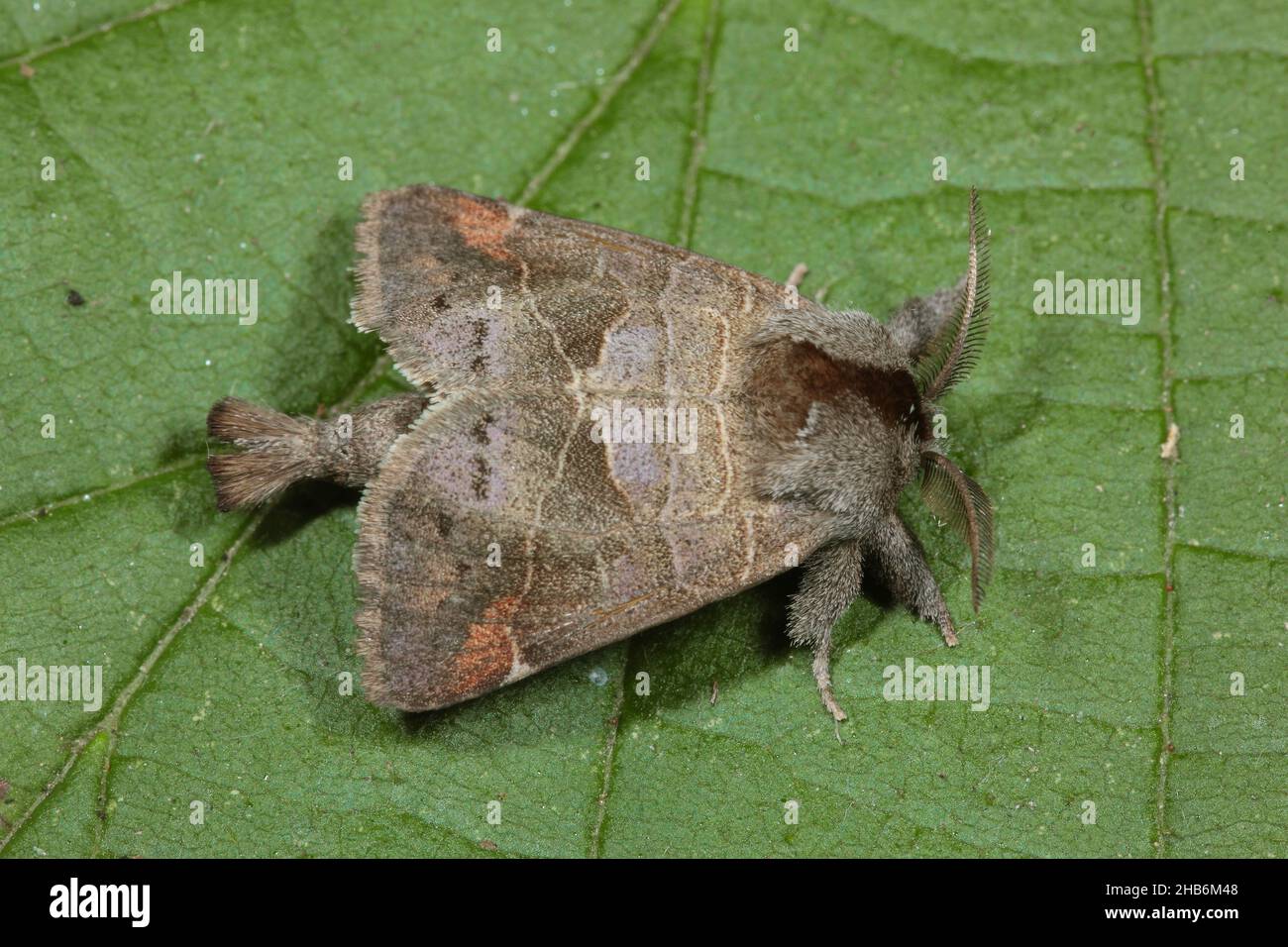 Small Chocolate-tip (Clostera pigra, Pygaera pigra), sitting on a leaf, Germany Stock Photo