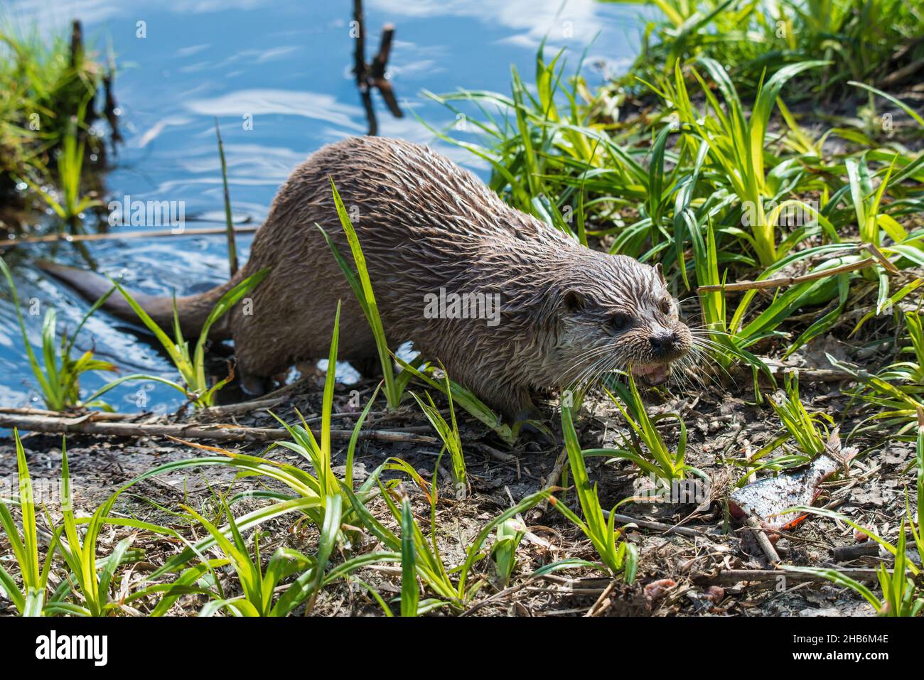 European river otter, European Otter, Eurasian Otter (Lutra lutra), comes out of water, Germany Stock Photo