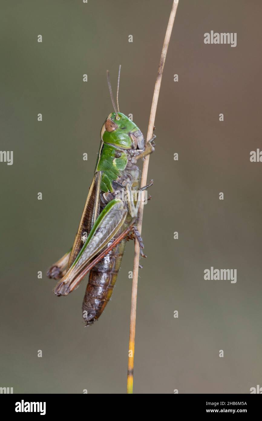 stripe-winged grasshopper, lined grasshopper (Stenobothrus lineatus), female on a blade of grass, Germany Stock Photo