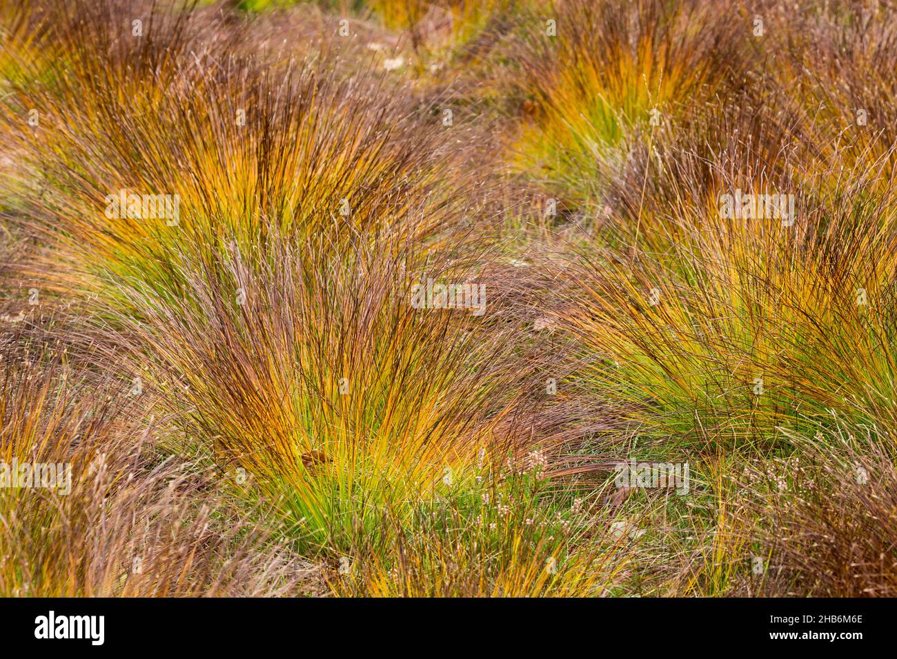 Deergrass, Deers hair (Trichophorum cespitosum), in high moor in autumn, quaking bog, France, Vosges Mountains Stock Photo