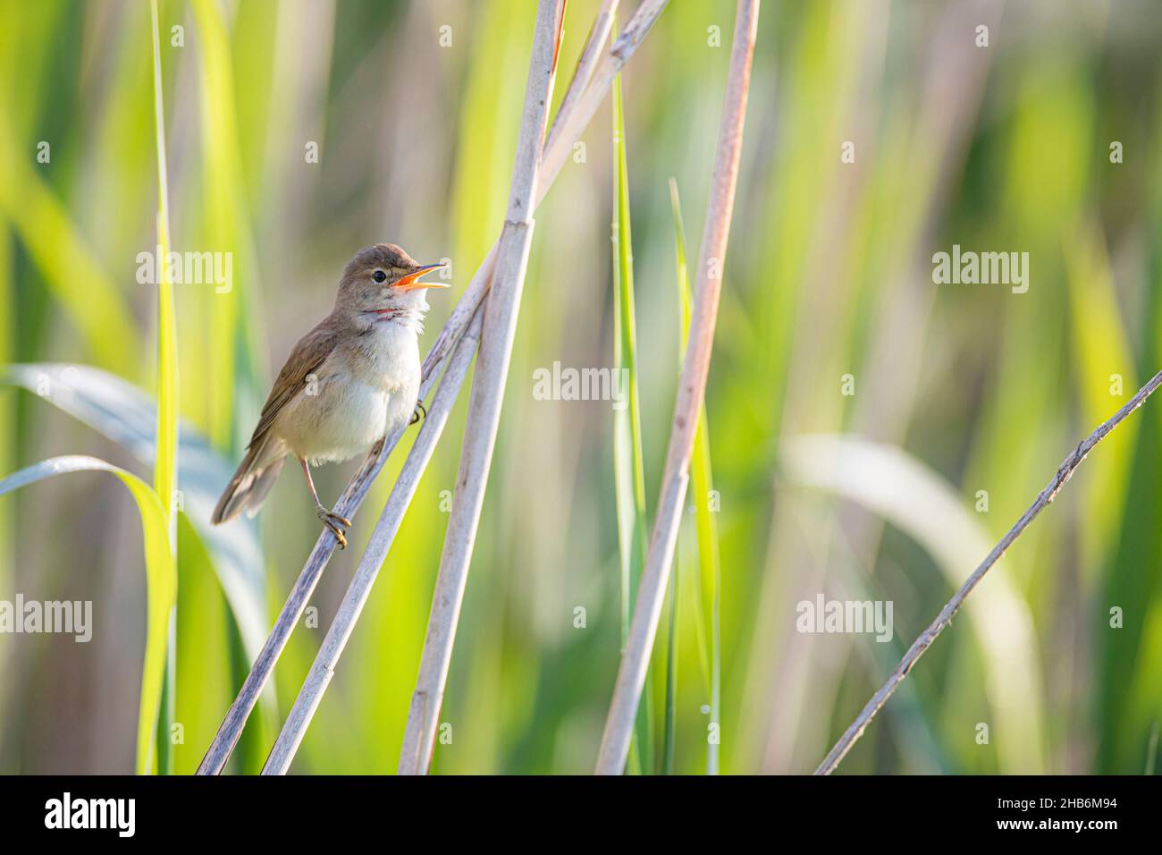 reed warbler (Acrocephalus scirpaceus), sings on a blade of reed, Germany, Bavaria Stock Photo