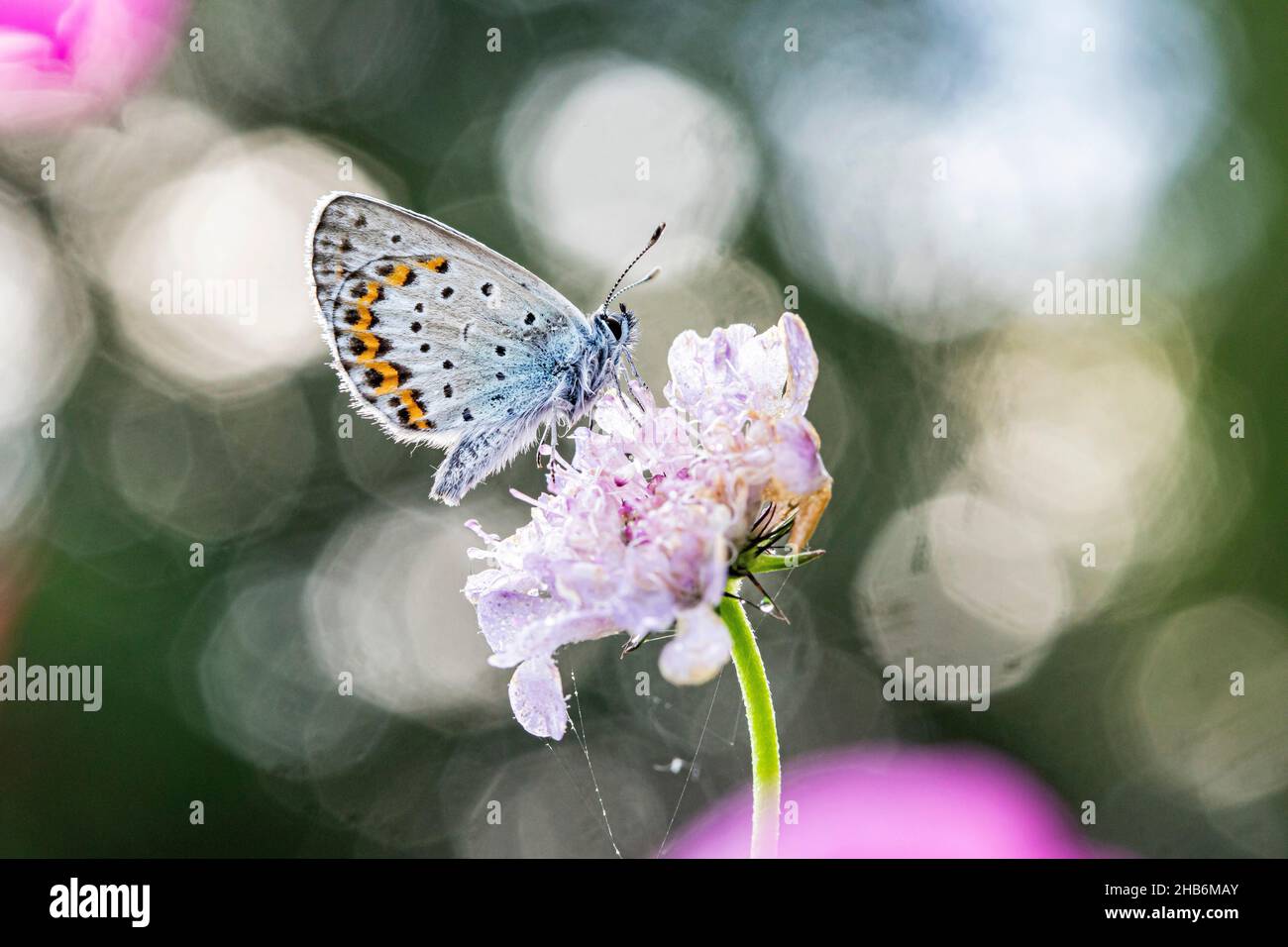 common blue (Polyommatus icarus), sits on a scabious flower, Germany, Bavaria Stock Photo