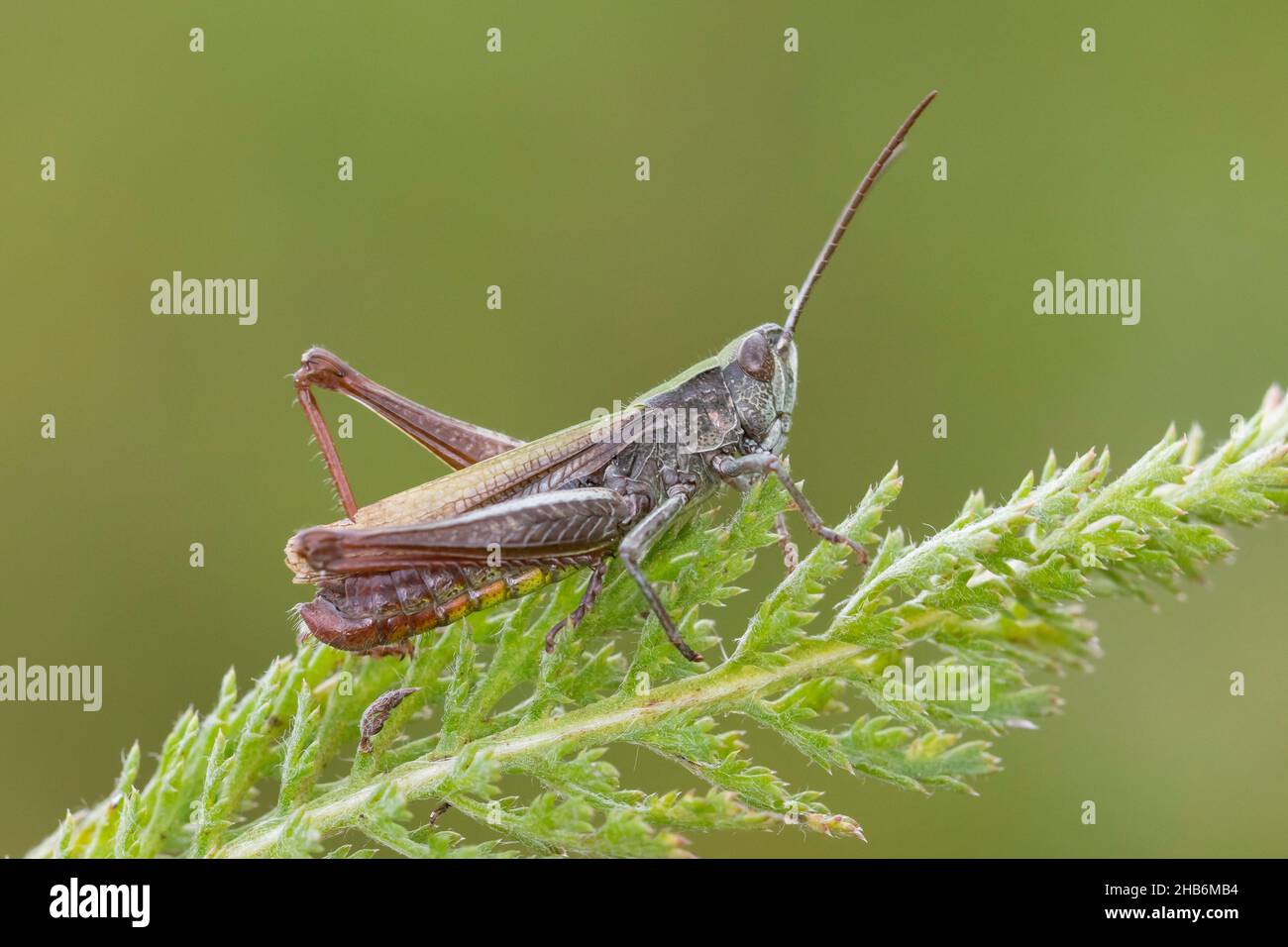 Meadow grasshopper (Chorthippus dorsatus), male sits on a leaf, Germany Stock Photo
