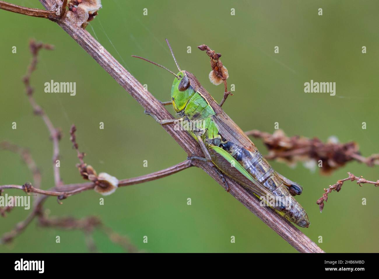 common meadow grasshopper (Chorthippus parallelus, Pseudochorthippus parallelus, Chorthippus longicornis), female sitting at a shriveled stem, side Stock Photo