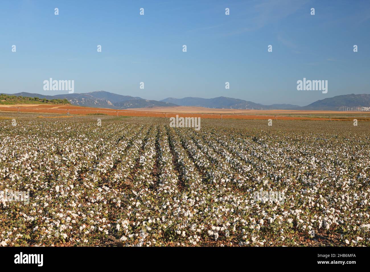 cotton (Gossypium barbadense), cotton field with fully ripe and opened capsule fruits, mountain range in the background, Spain, Andalusia, Tarifa, La Stock Photo