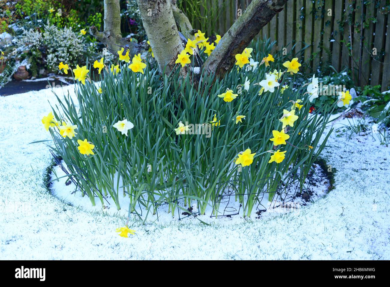 snow and springtime daffodils (narcisuss) in garden yorkshire united kingdom Stock Photo