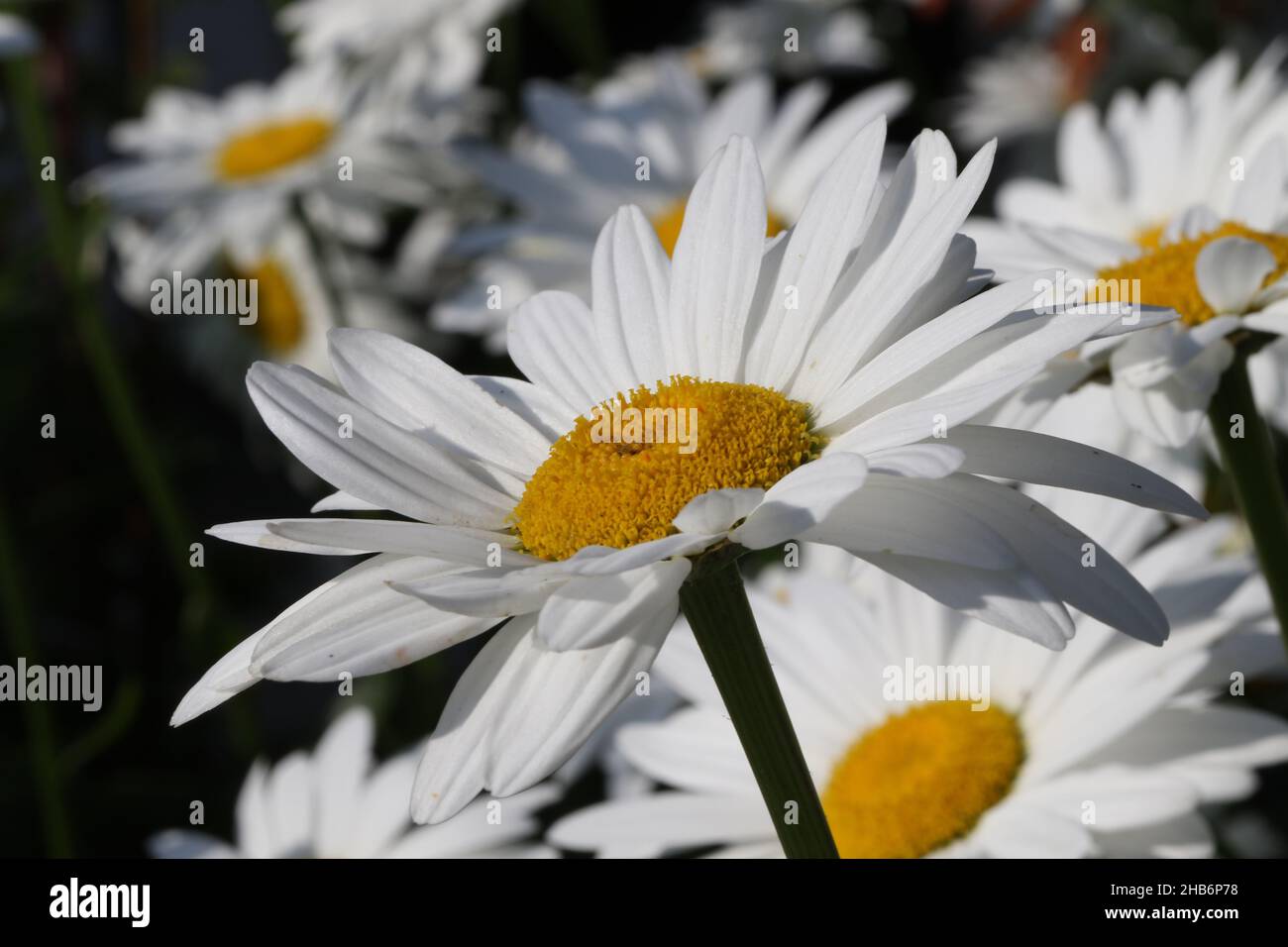 Daisies growing wild on waste ground Stock Photo Alamy