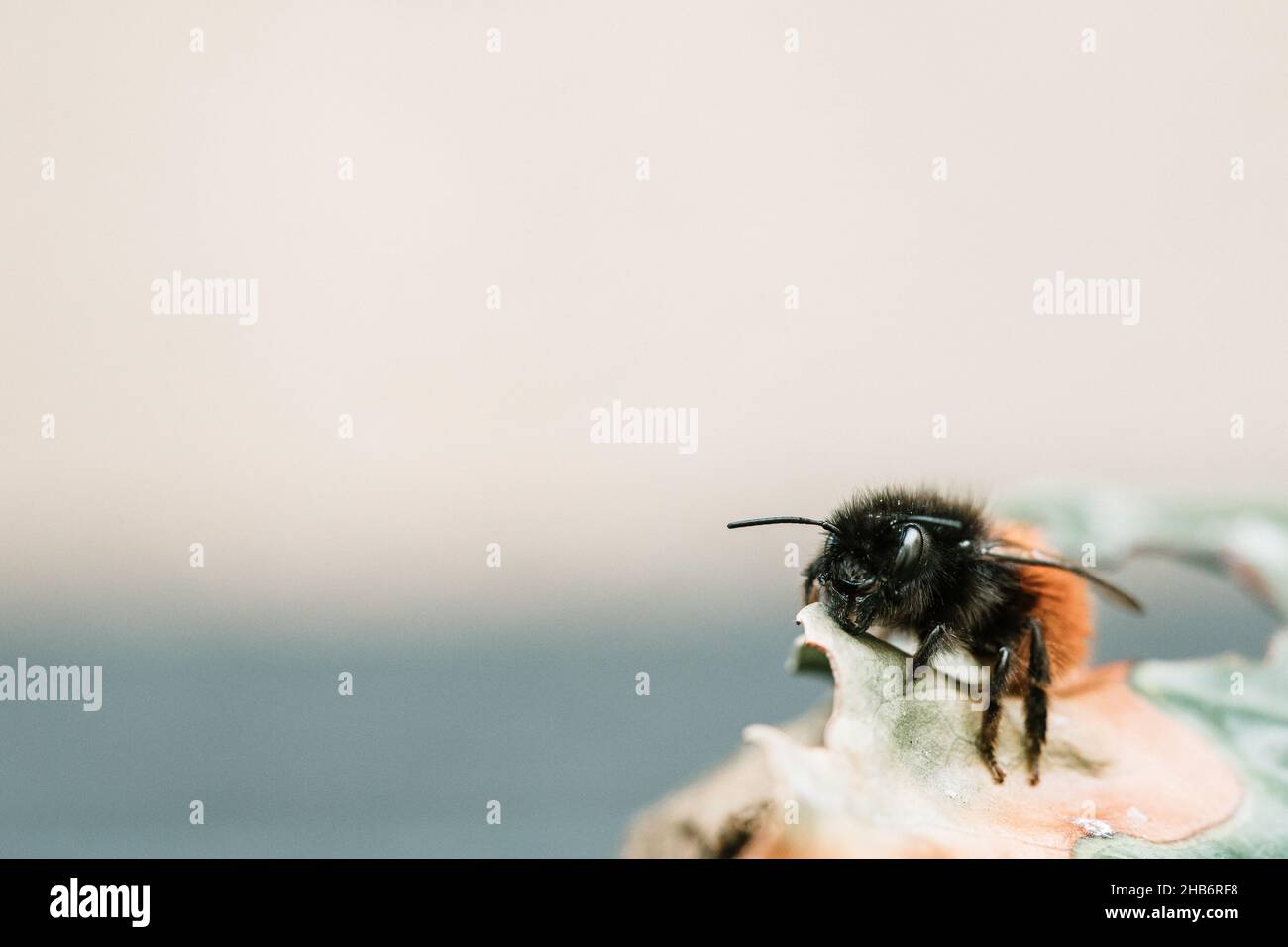 Hummel / Bumbel bee Stock Photo