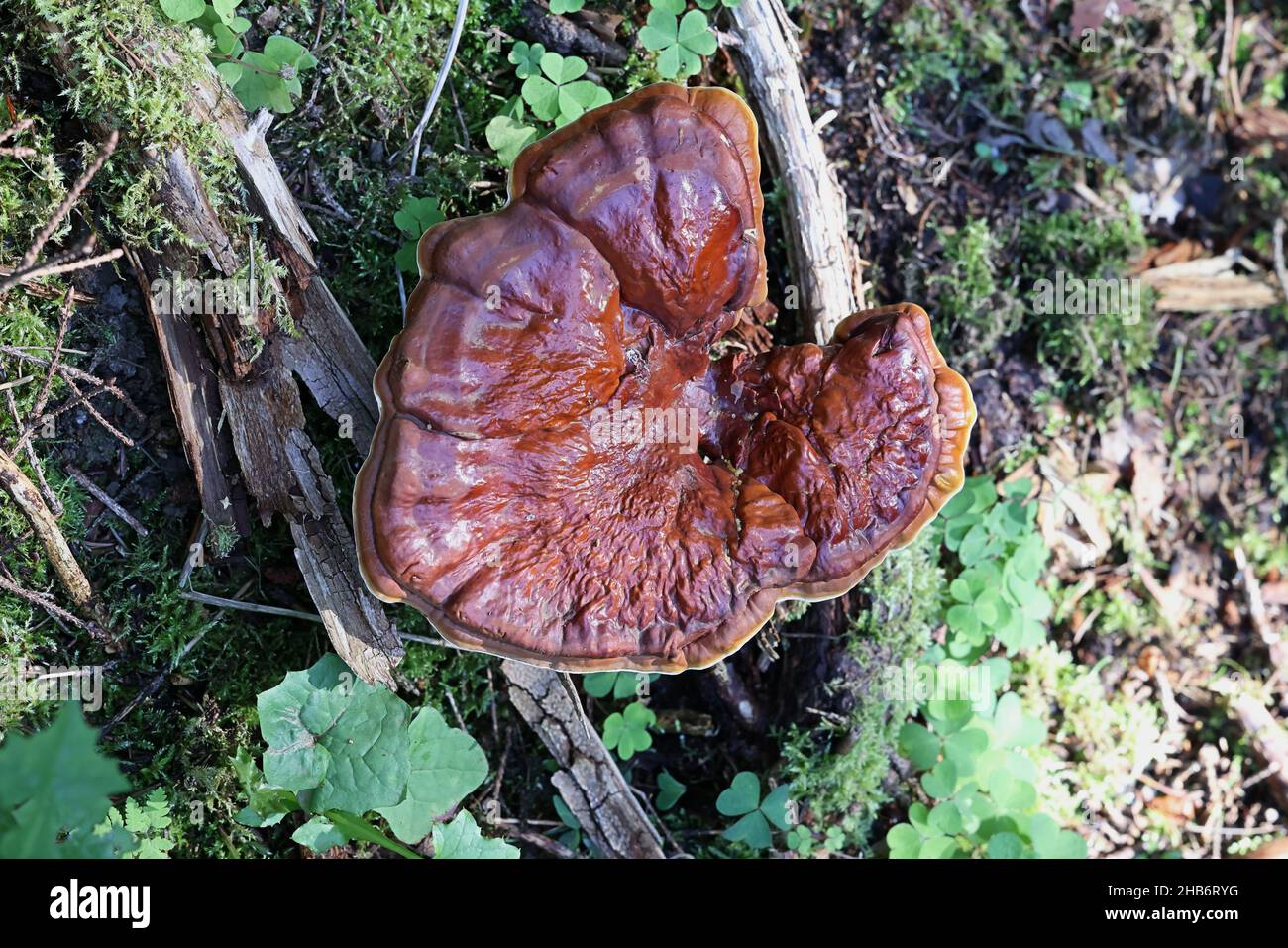 Ganoderma lucidum, commonly known as lingzhi or reishi, wild medicinal polypore fungus from Finland Stock Photo