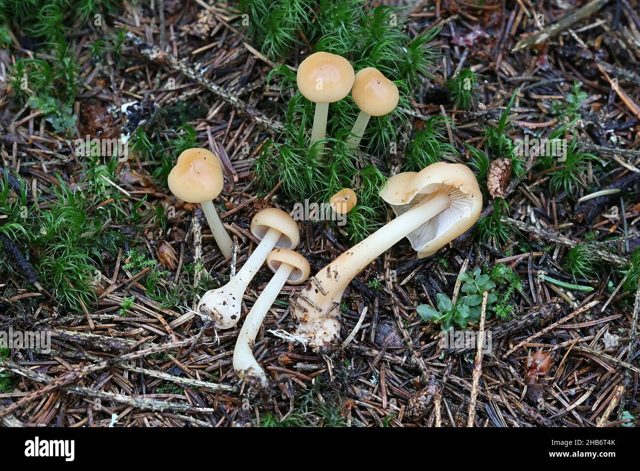 Gymnopus aquosus, also called Collybia aquosa, commonly known as watery toughshank, wild mushroom from Finland Stock Photo