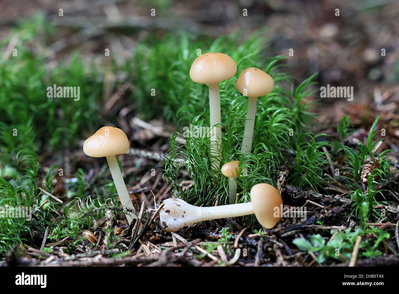 Gymnopus aquosus, also called Collybia aquosa, commonly known as watery toughshank, wild mushroom from Finland Stock Photo