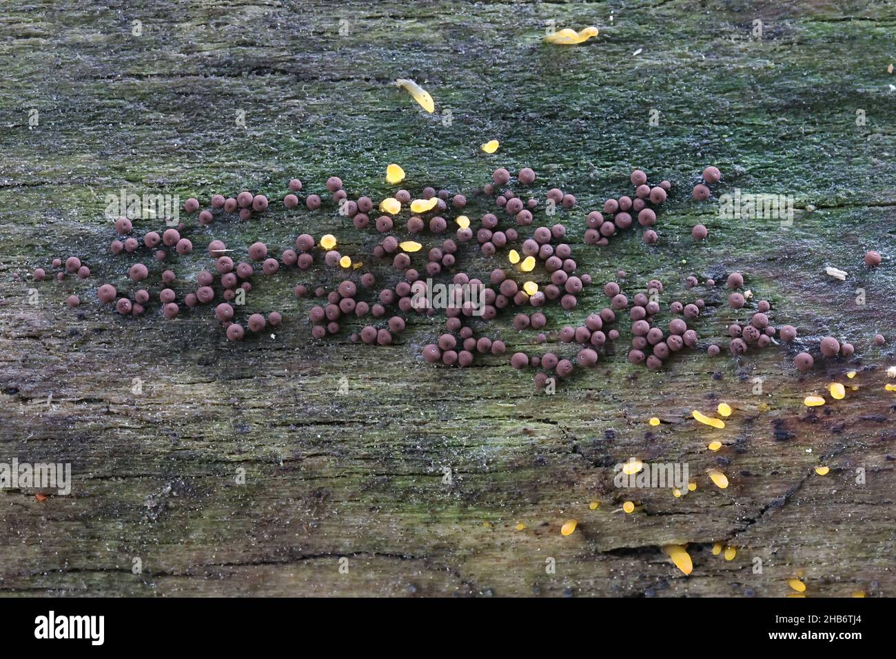 Enerthenema papillatum, a slime mold from Finland with no common english name Stock Photo