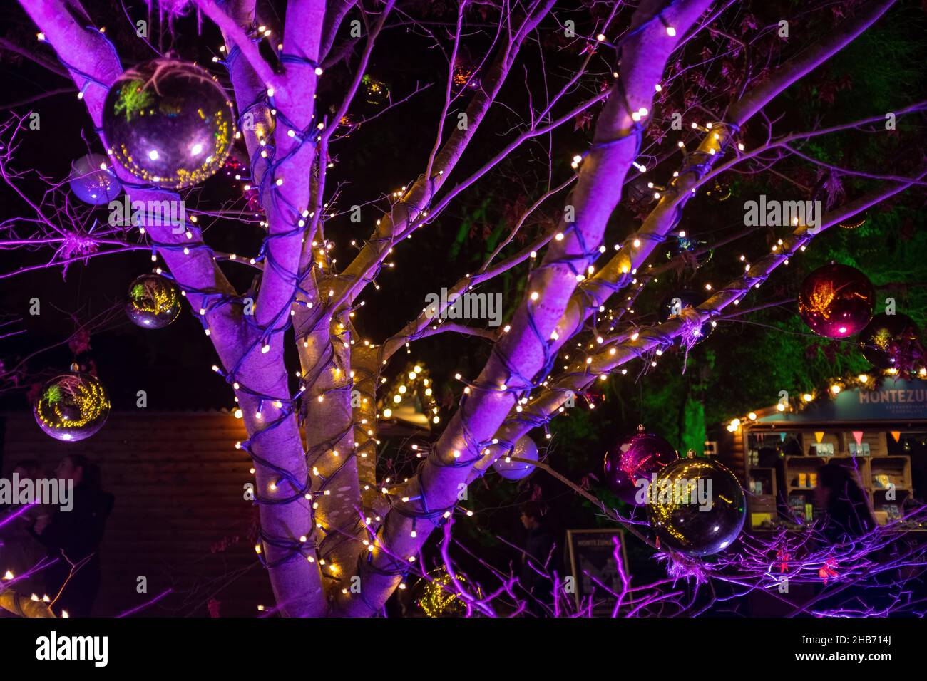 A silver birch lit up with Christmas lights for the Glow Wild event 2021 at Kew Gardens Stock Photo