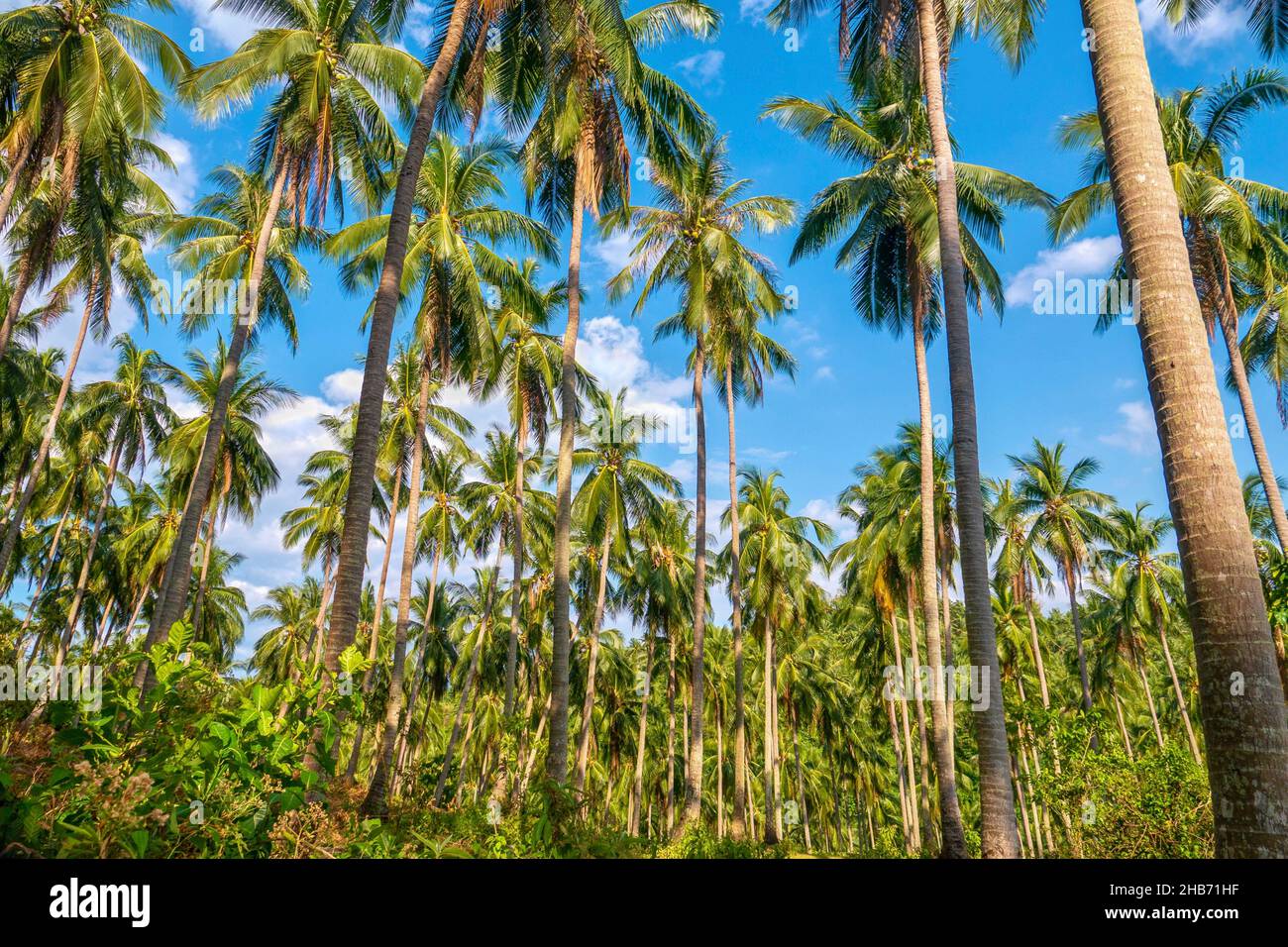 Low angle view of a large coconut plantation on Mindoro Island in the Philippines, with the long tree trunks and green fronds standing out against the Stock Photo