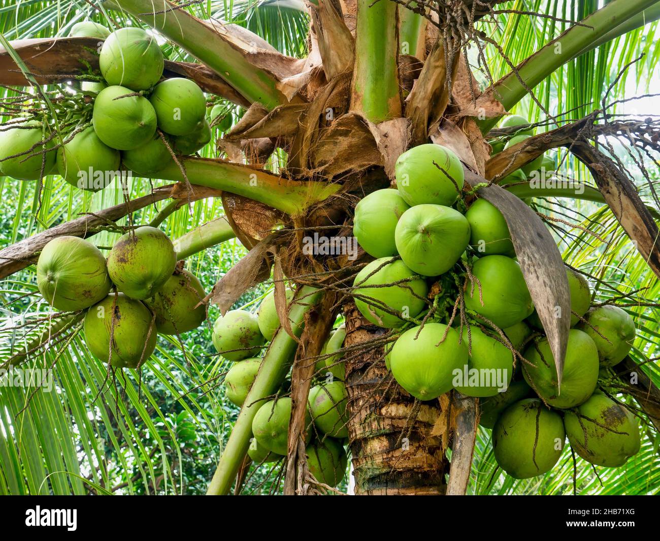 Close-up view of ripe green coconuts growing in clusters at the top of a palm tree (Cocos nucifera) in a plantation in the Philippines. Stock Photo