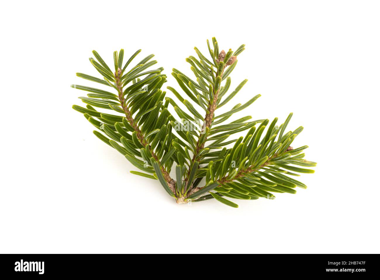 Caucasian fir twig isolated on white background. Abies nordmanniana Stock Photo