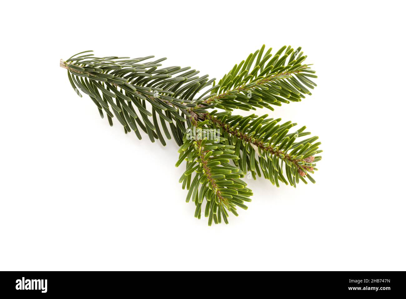 Caucasian fir twig isolated on white background. Abies nordmanniana Stock Photo